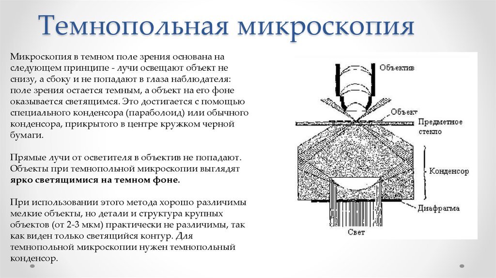 Что можно увидеть в капле воды под микроскопом - Моё, Биология, Научпоп, Наука, Исследования, Свет, Видео, Видео вк, YouTube