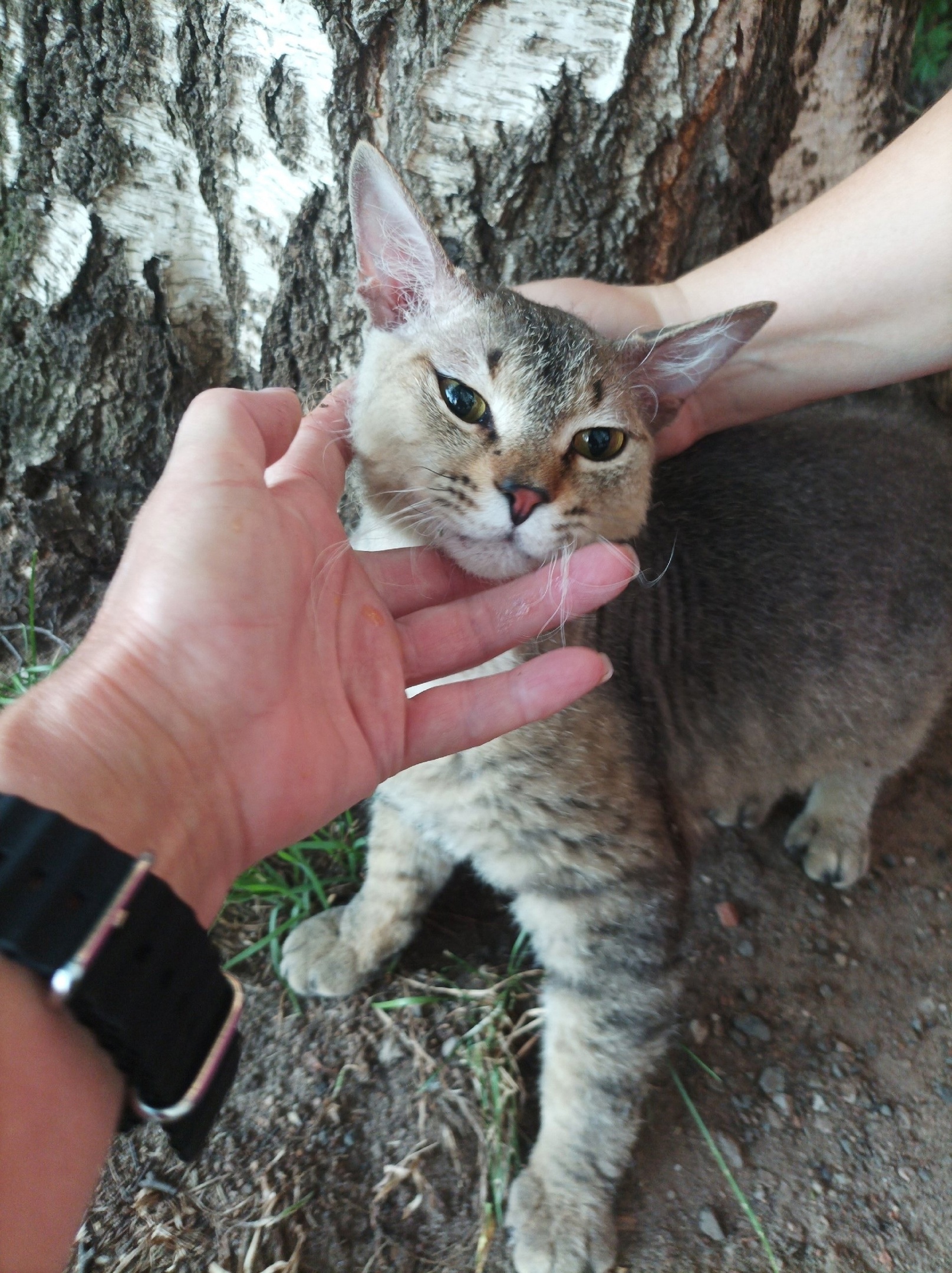 Master, find yourself! - My, Lost, Homeless animals, In good hands, Volunteering, Longpost, cat, Found a cat