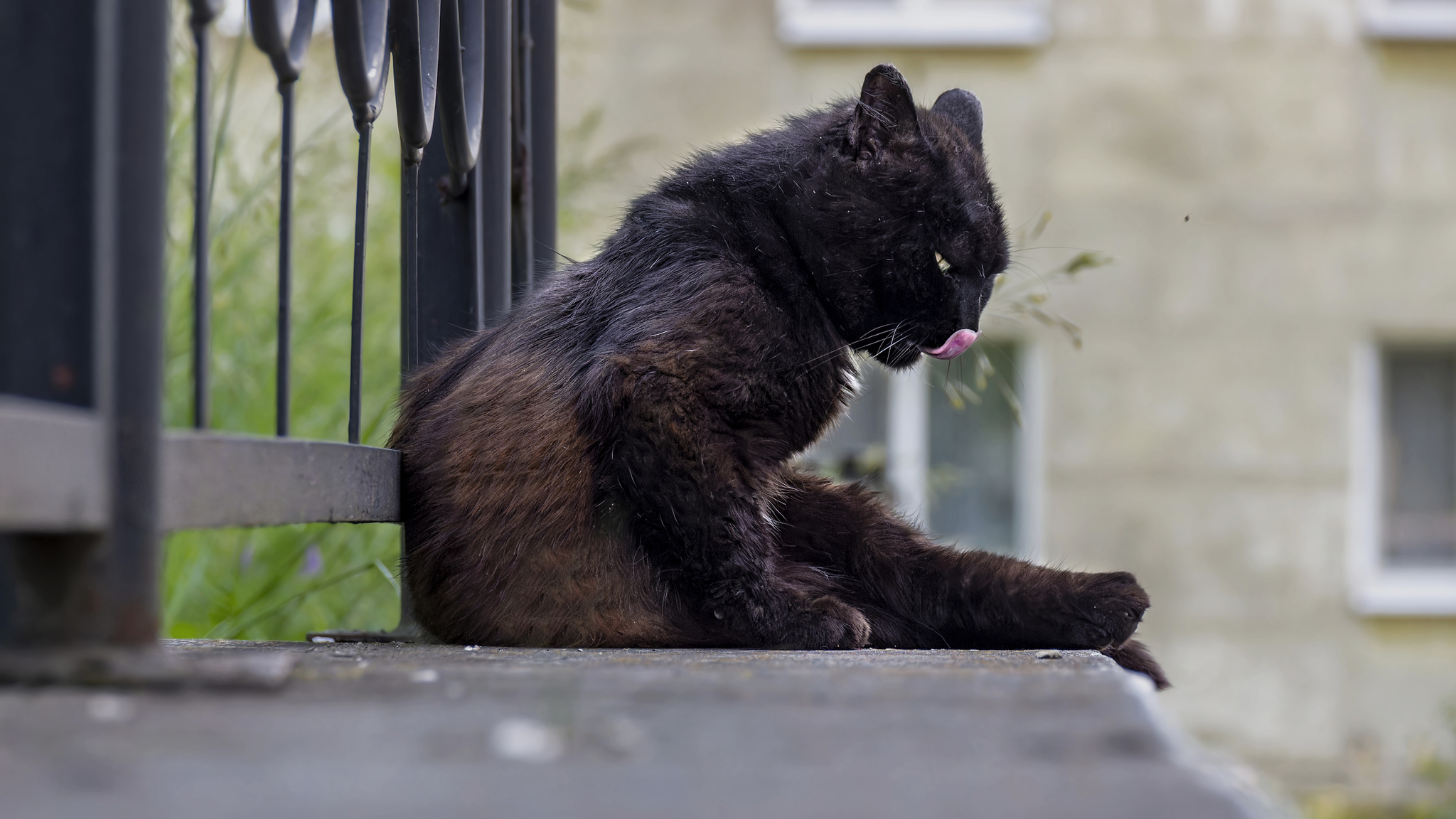 Profile - My, The photo, Canon, Street photography, City walk, cat, Black cat, Language, Profile