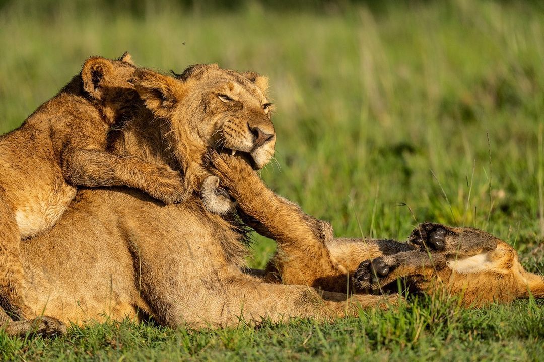 Paws in my mouth! - Lion cubs, a lion, Big cats, Cat family, Predatory animals, Wild animals, wildlife, Animal games, Africa, The photo, Paws