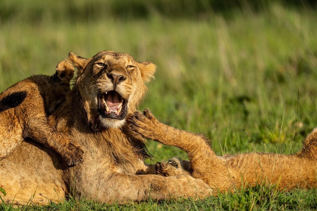 Paws in my mouth! - Lion cubs, a lion, Big cats, Cat family, Predatory animals, Wild animals, wildlife, Animal games, Africa, The photo, Paws