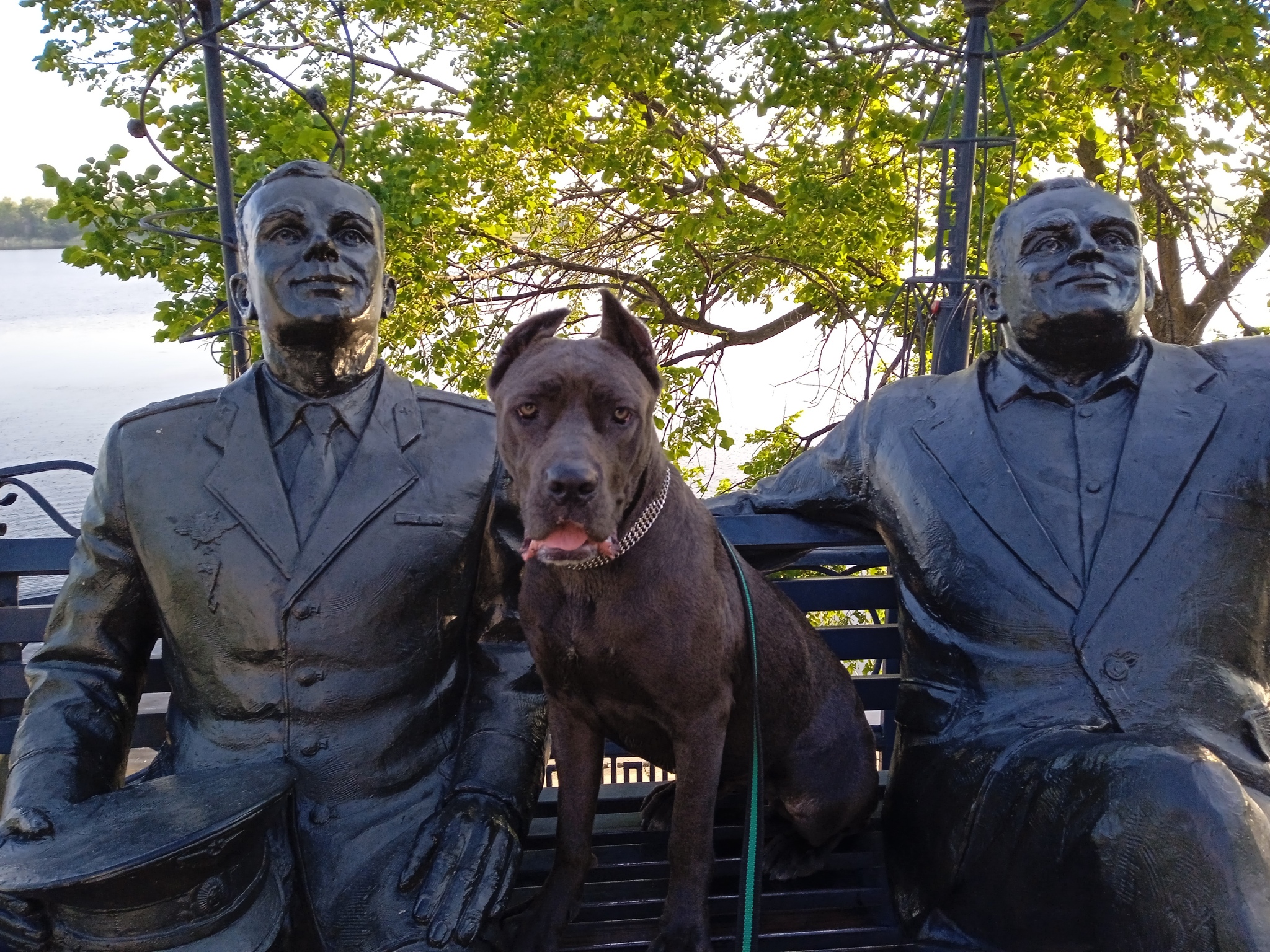 Corso's gray color is the most starry... - My, Dog, Cane Corso, The same