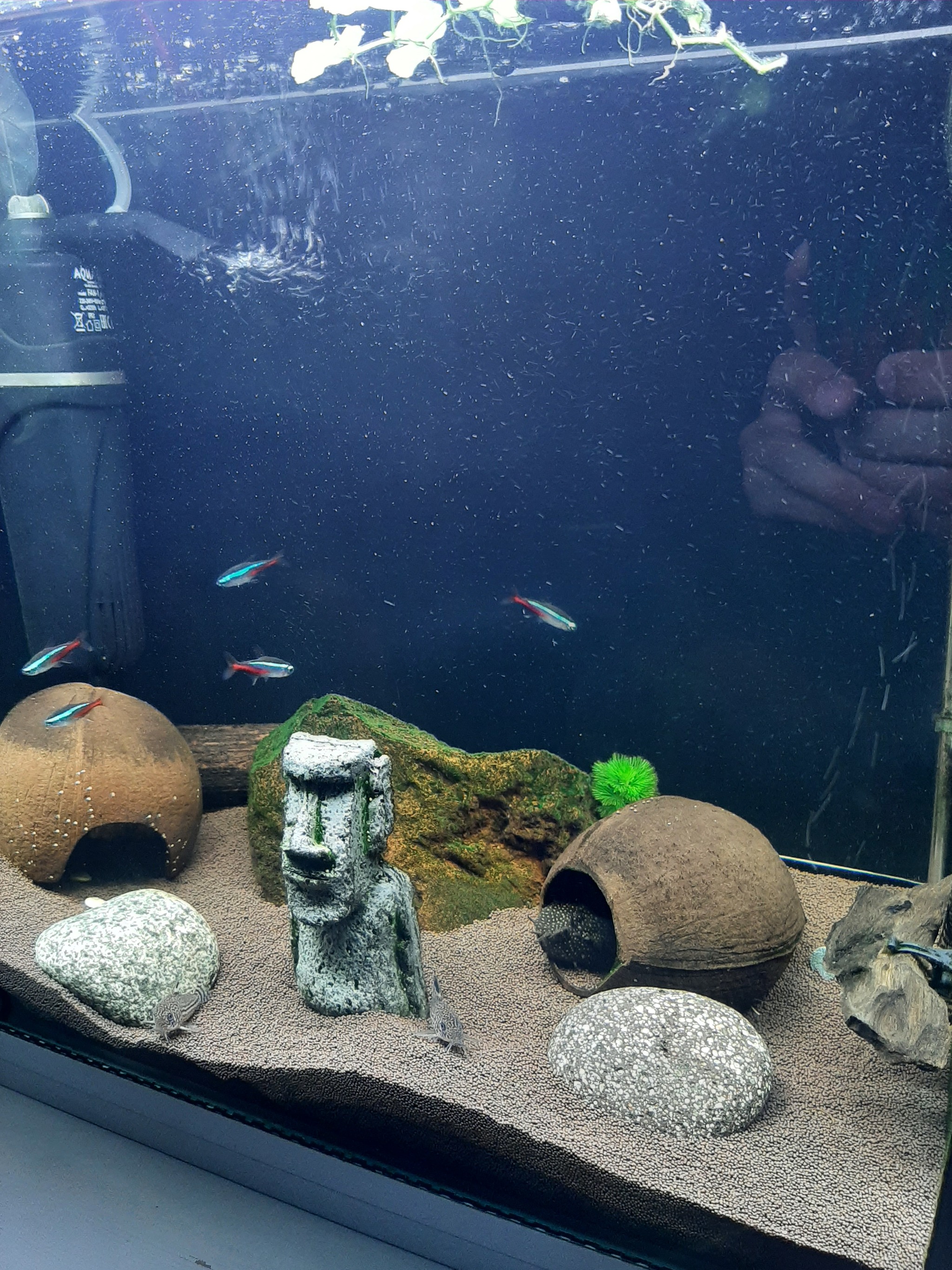 Stones from the Black Sea - My, Aquarium, A rock, Moai, Scenery, A fish, Hobby, Aquarium fish, Aquarium, The photo, Longpost