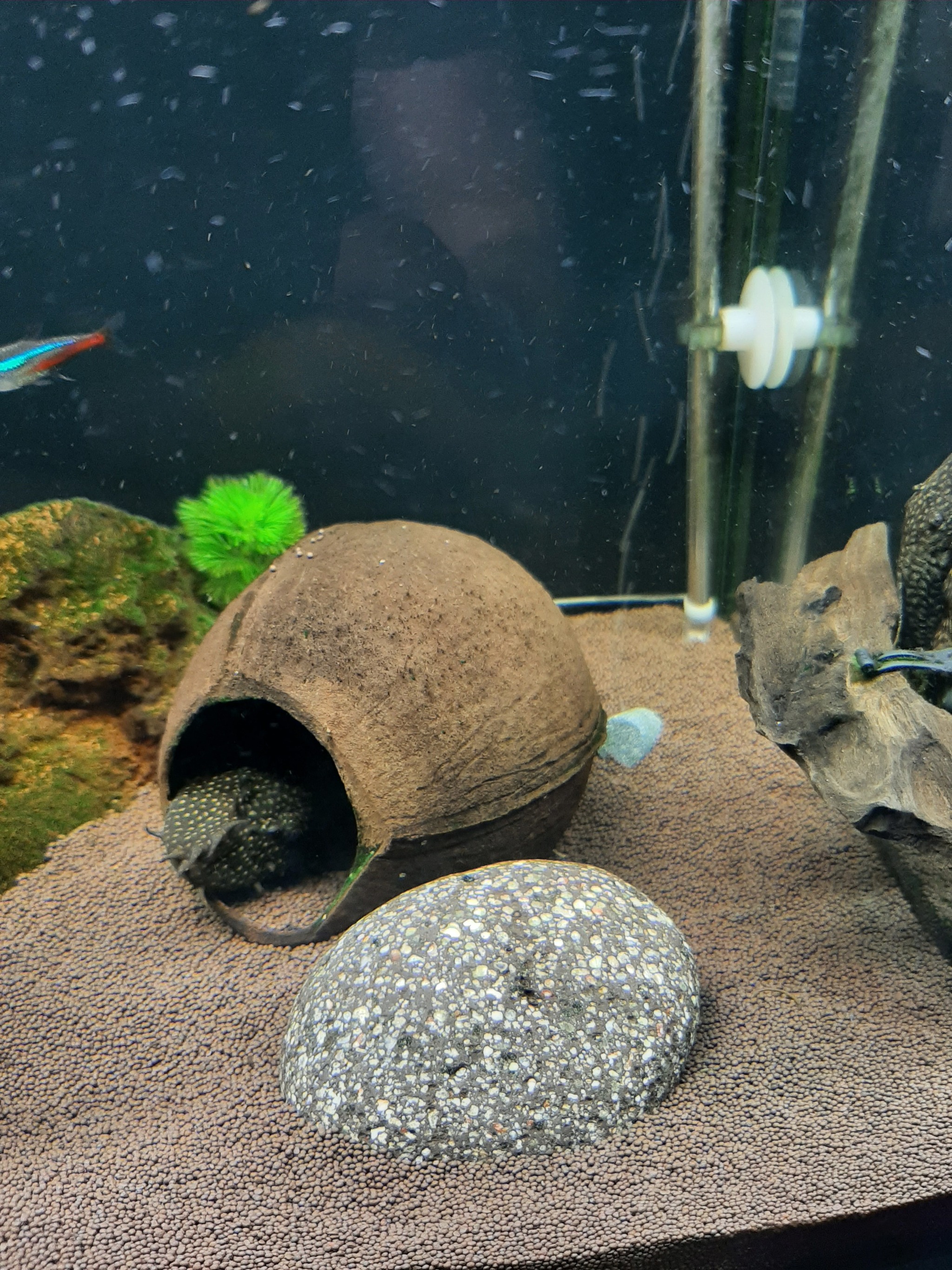 Stones from the Black Sea - My, Aquarium, A rock, Moai, Scenery, A fish, Hobby, Aquarium fish, Aquarium, The photo, Longpost