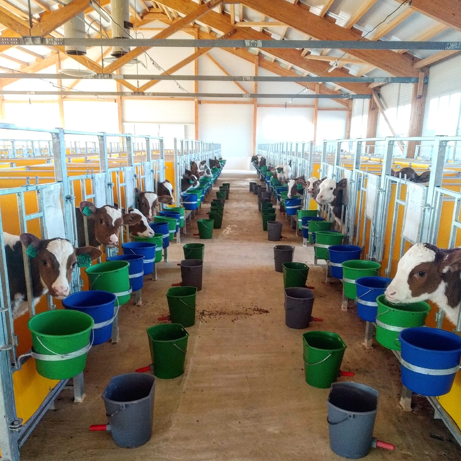 Modern calf barn. Total maximum number of 636 calves - My, Veterinary, Village, Сельское хозяйство, Village, Vet, Calf, Work, Treatment, Longpost