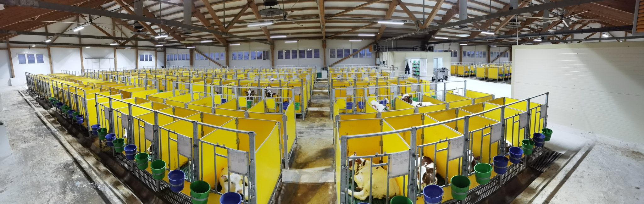 Modern calf barn. Total maximum number of 636 calves - My, Veterinary, Village, Сельское хозяйство, Village, Vet, Calf, Work, Treatment, Longpost