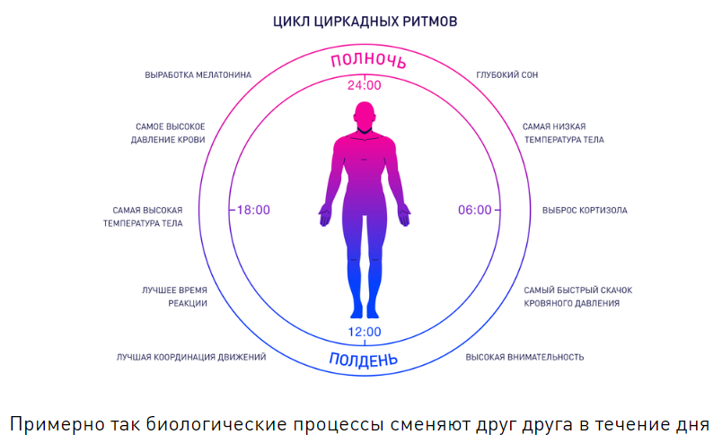 Периоды умственной работоспособности. Как поймать момент? - Моё, Исследования, Здоровье, ЗОЖ, Циркадные ритмы, Сон, Жаворонки и совы, Статья, Удаленная работа, Мотивация, Длиннопост