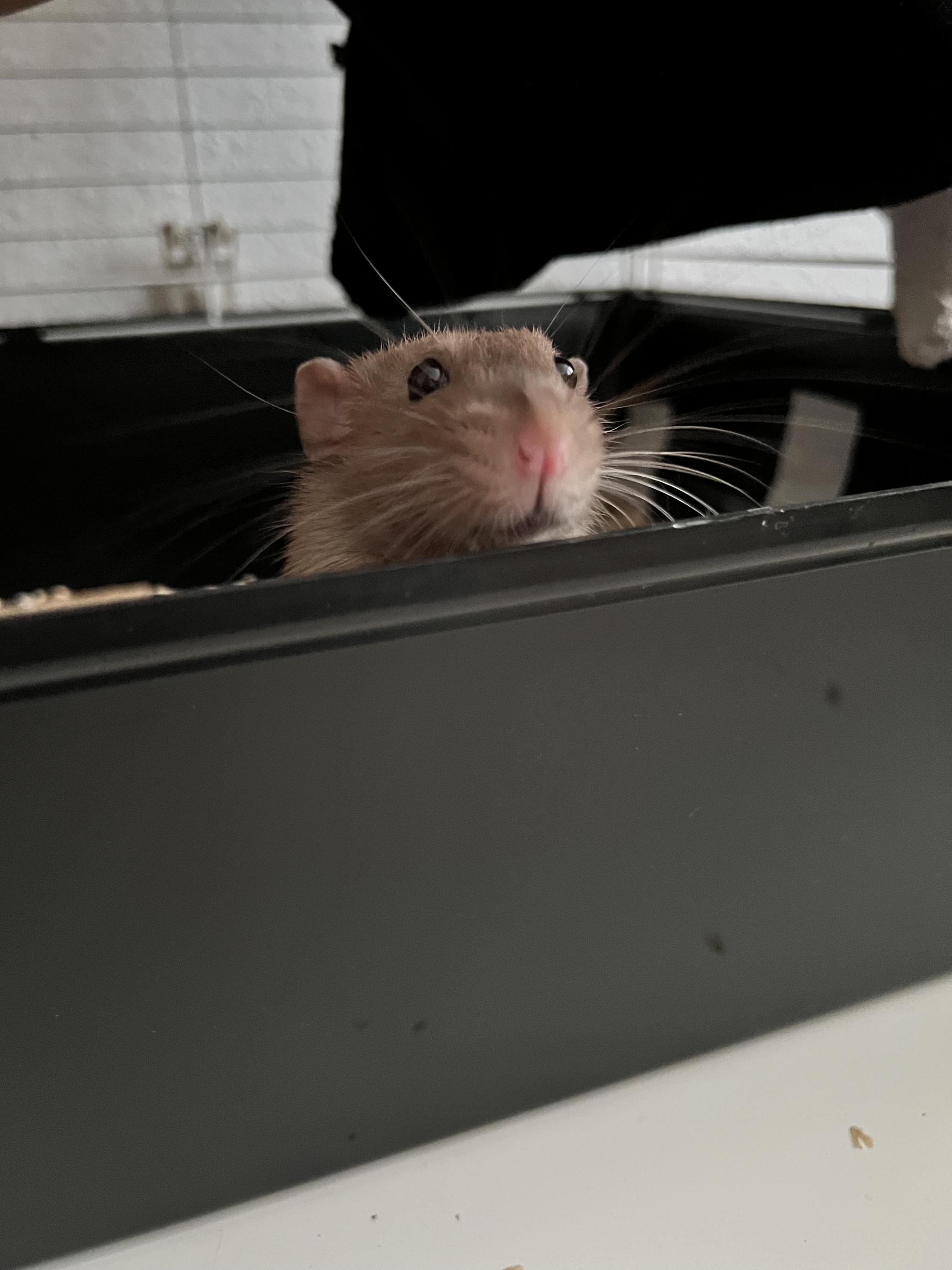 A bunch of pictures of rats - My, Rat, Decorative rats, Longpost