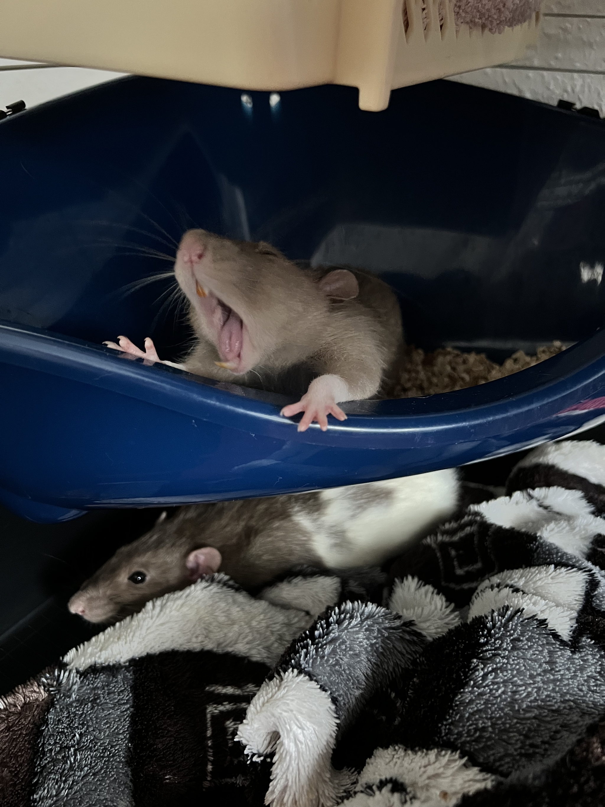 A bunch of pictures of rats - My, Rat, Decorative rats, Longpost