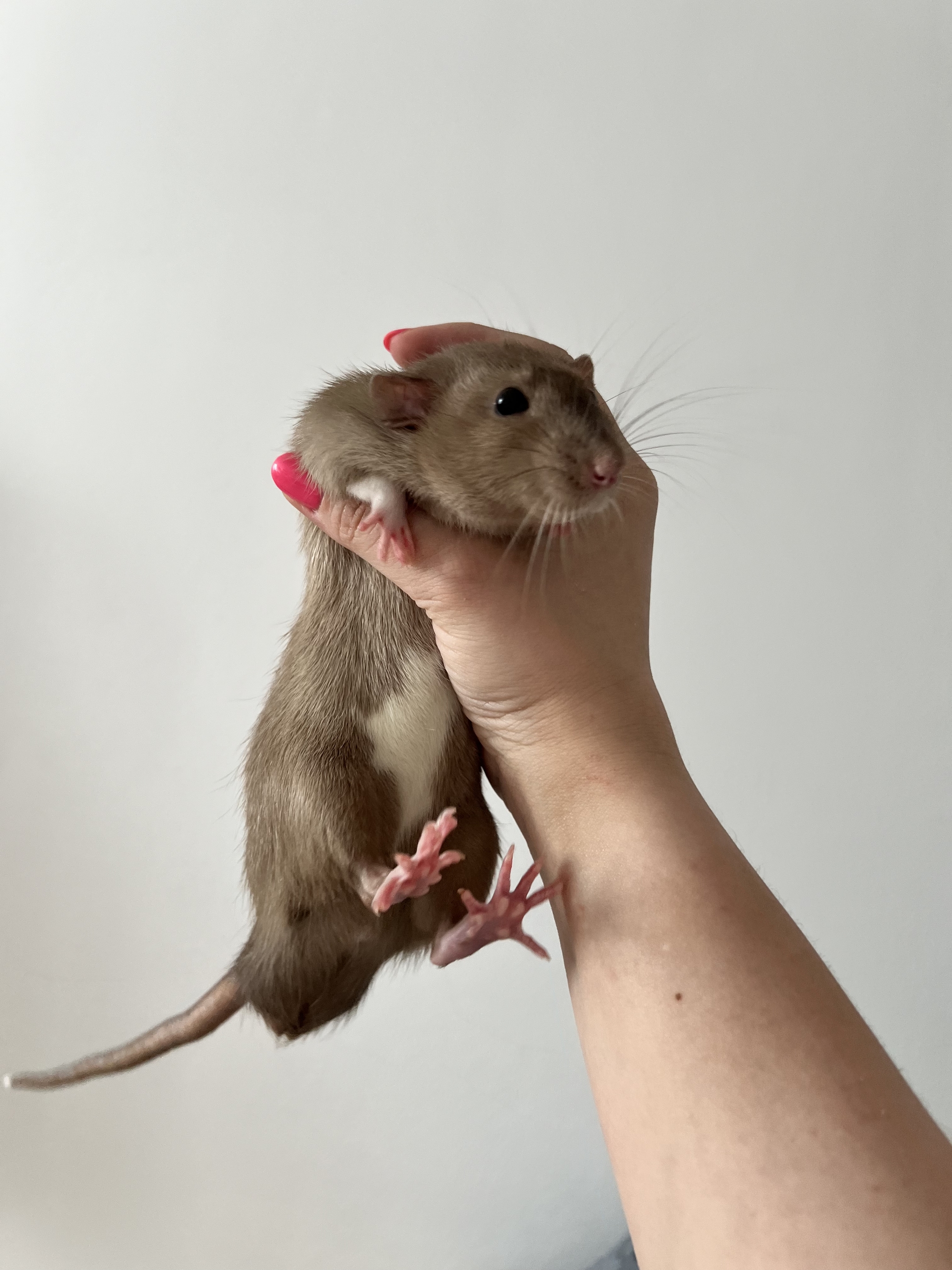 A bunch of pictures of rats - My, Rat, Decorative rats, Longpost