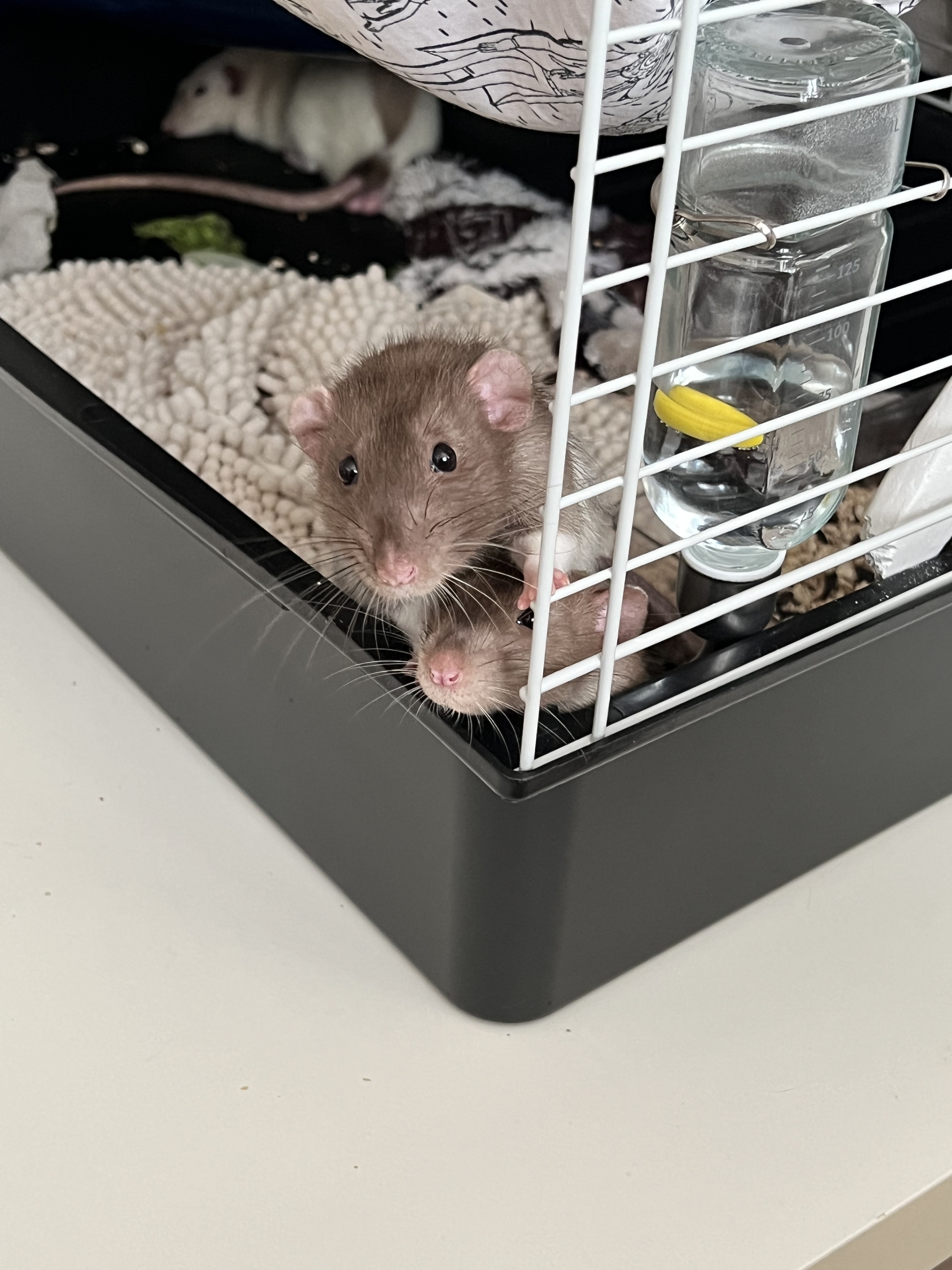 A bunch of pictures of rats - My, Rat, Decorative rats, Longpost