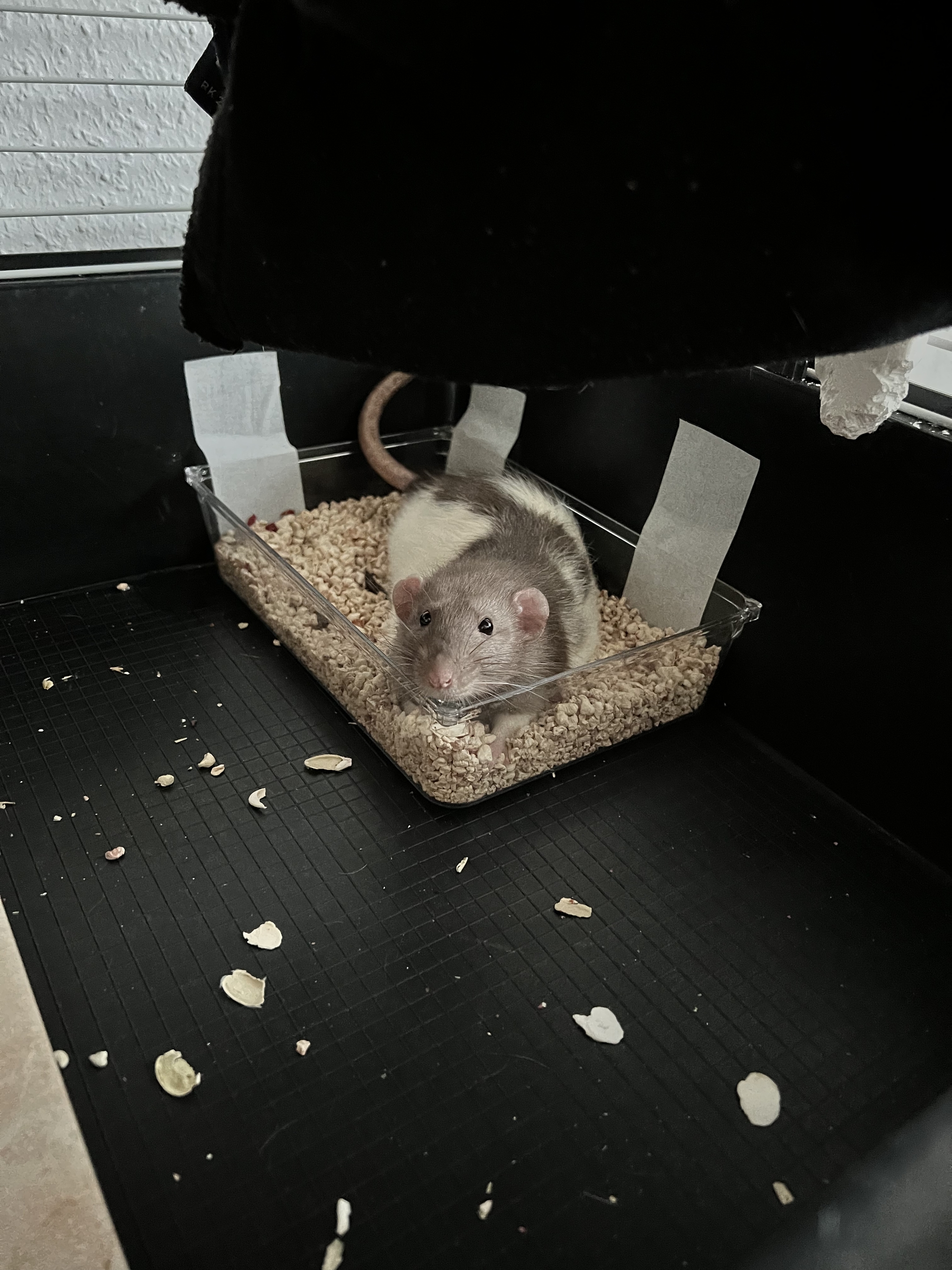 A bunch of pictures of rats - My, Rat, Decorative rats, Longpost