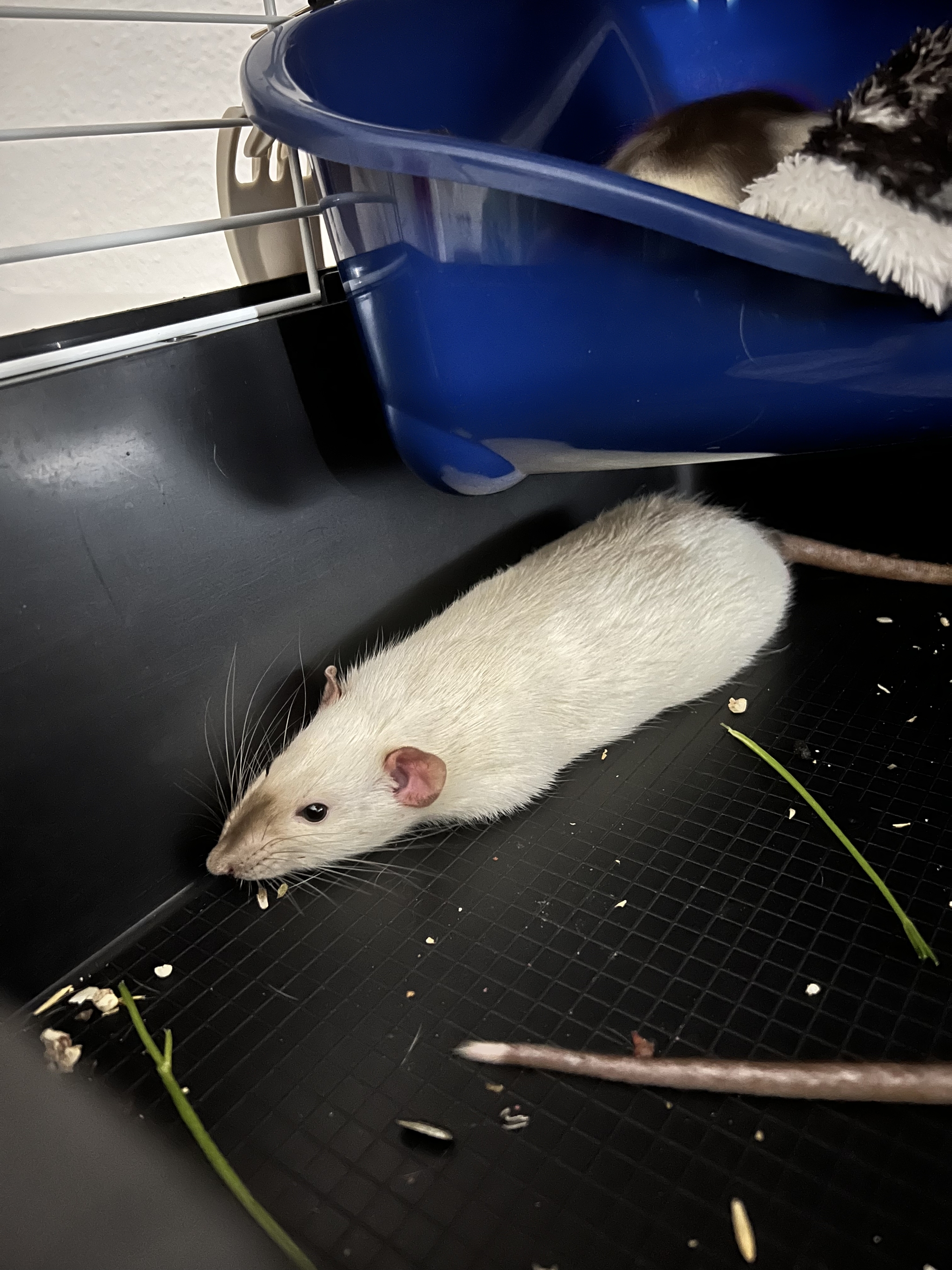 A bunch of pictures of rats - My, Rat, Decorative rats, Longpost