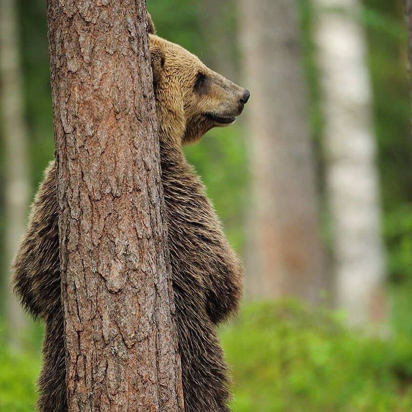 Hid - Brown bears, The Bears, Predatory animals, Wild animals, wildlife, Finland, The photo, Tree