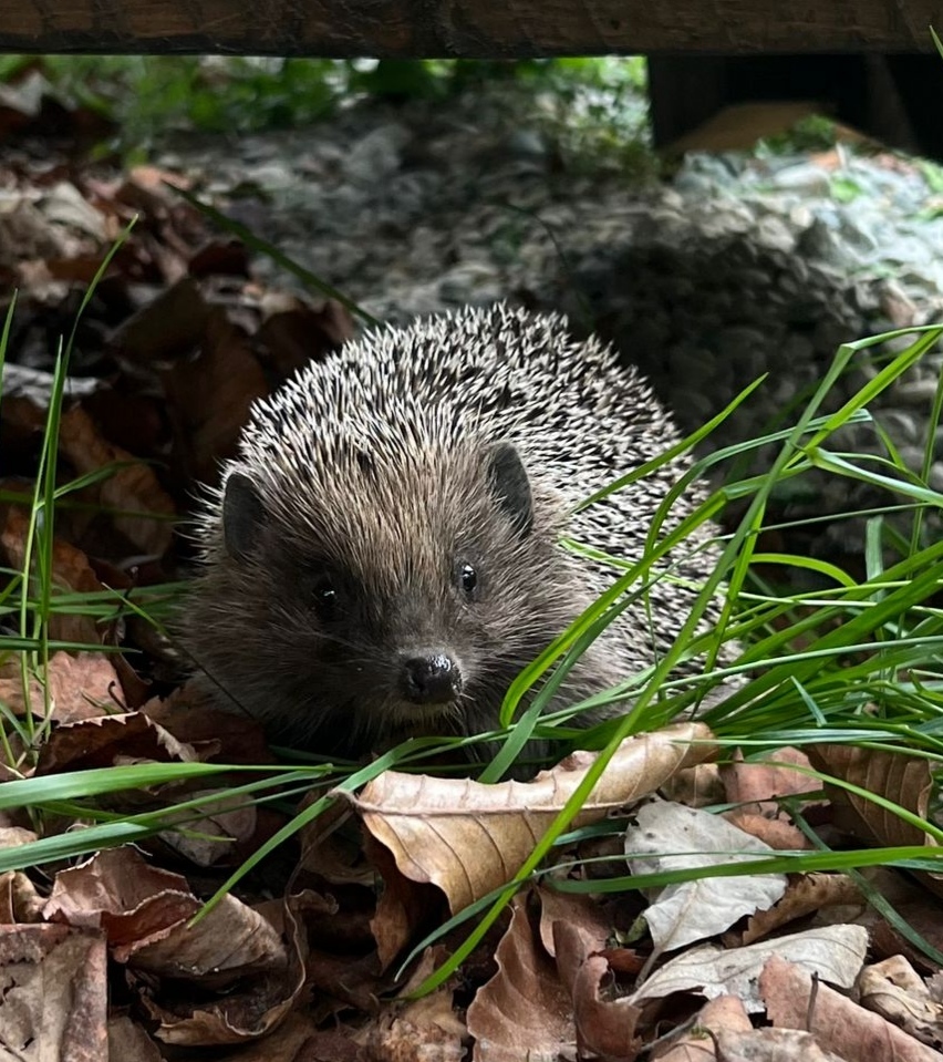 And hedgehogs have ears - My, Caucasus, Hedgehog, Arkhyz