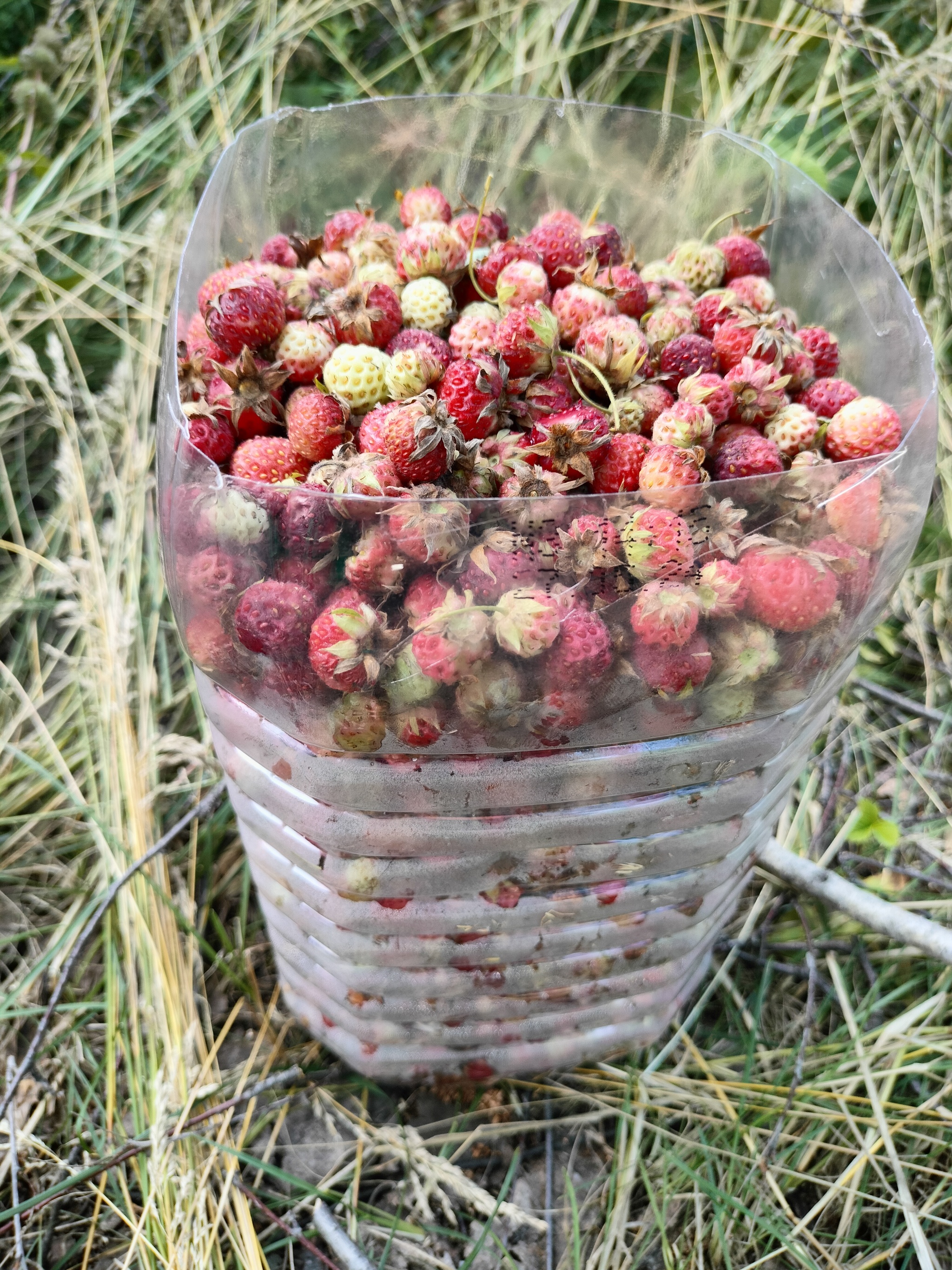 5 liters in 2 hours - My, Chistoman, Forest, Strawberry (plant), Longpost