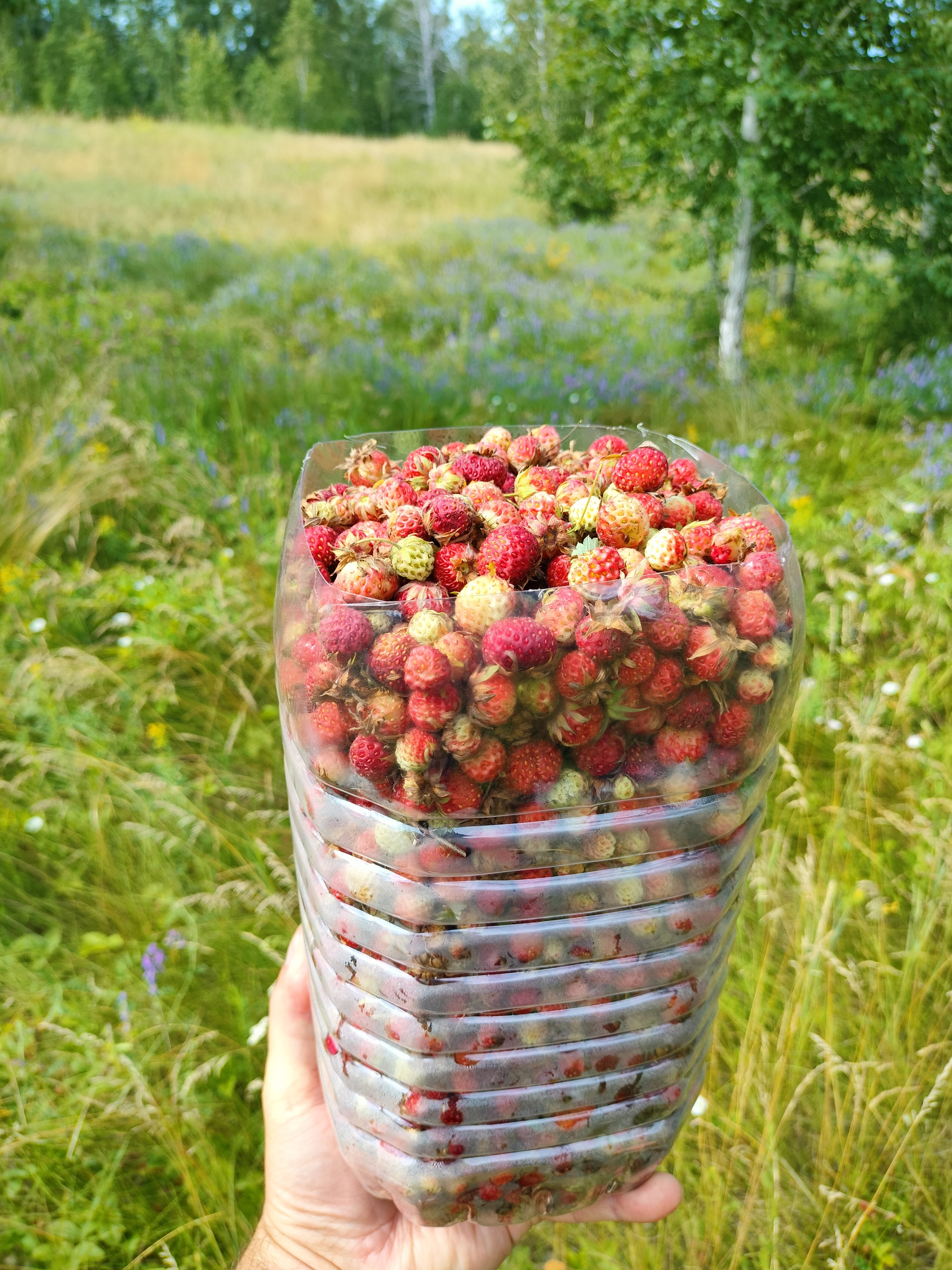 5 liters in 2 hours - My, Chistoman, Forest, Strawberry (plant), Longpost