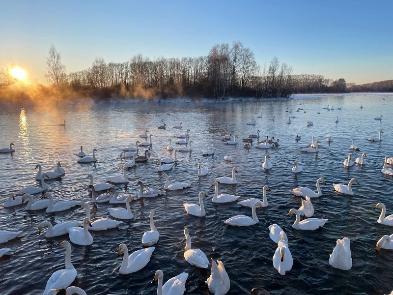 Amazing non-freezing Swan (Light) Lake. Where is it located and how to get there? - Road trip, Туристы, Tourism, Travels, Travel across Russia, Altai Republic, Drive, sights, Route, Telegram (link), Yandex Zen (link), VKontakte (link), Longpost, Lake, Swans, The photo