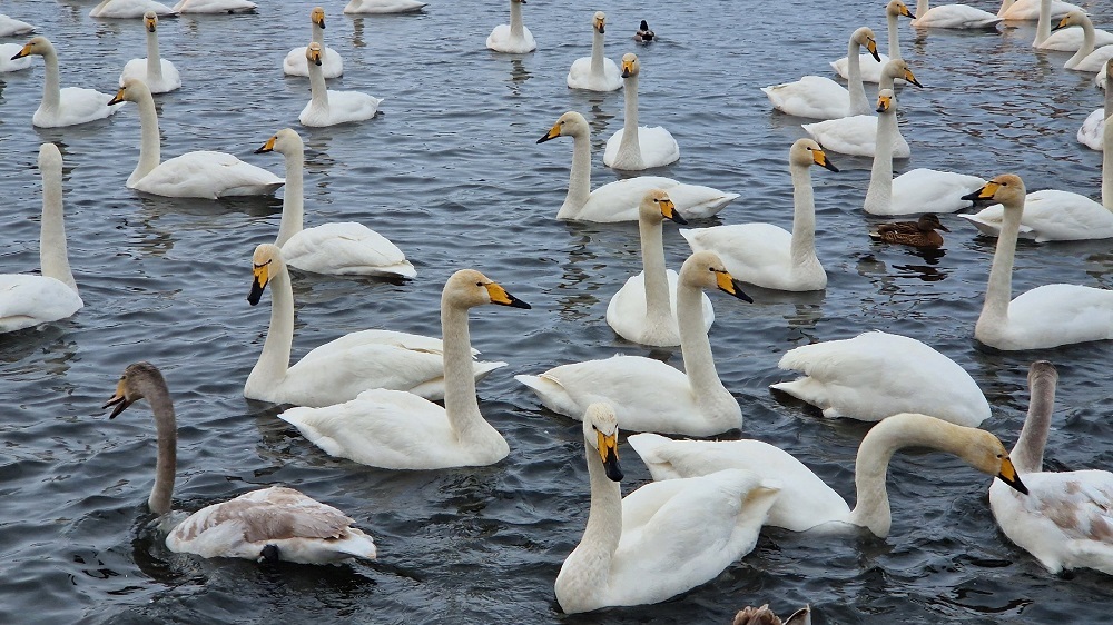 Amazing non-freezing Swan (Light) Lake. Where is it located and how to get there? - Road trip, Туристы, Tourism, Travels, Travel across Russia, Altai Republic, Drive, sights, Route, Telegram (link), Yandex Zen (link), VKontakte (link), Longpost, Lake, Swans, The photo