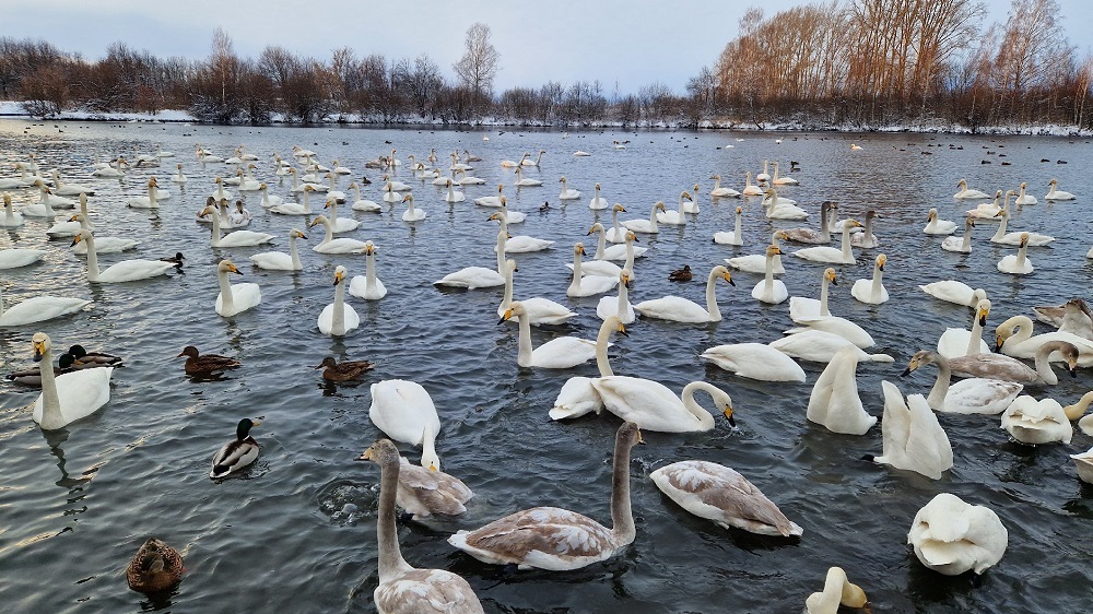 Amazing non-freezing Swan (Light) Lake. Where is it located and how to get there? - Road trip, Туристы, Tourism, Travels, Travel across Russia, Altai Republic, Drive, sights, Route, Telegram (link), Yandex Zen (link), VKontakte (link), Longpost, Lake, Swans, The photo