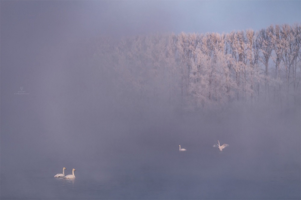 Amazing non-freezing Swan (Light) Lake. Where is it located and how to get there? - Road trip, Туристы, Tourism, Travels, Travel across Russia, Altai Republic, Drive, sights, Route, Telegram (link), Yandex Zen (link), VKontakte (link), Longpost, Lake, Swans, The photo