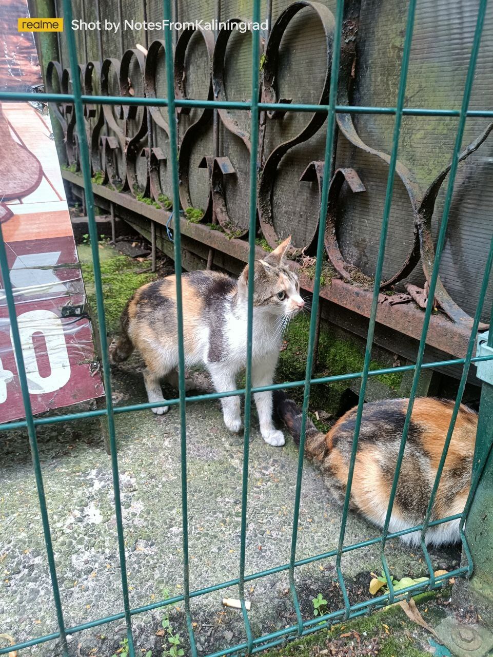 Городские красавцы - Моё, Кот, Калининград, Калининградская область, Прогулка по городу, Уличная фотография, Фотография, Животные, Длиннопост