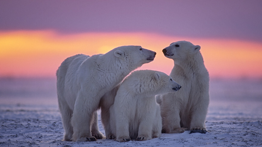 Greenland - a Danish suitcase without a handle or a most valuable island? - History (science), Politics, Greenland, Denmark, Norway, Викинги, Eskimos, Arctic, USA, West, World Stage, Fishing, Natural resources, Global warming, Longpost