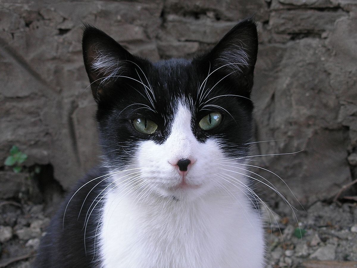 Black bandit - cat, The photo