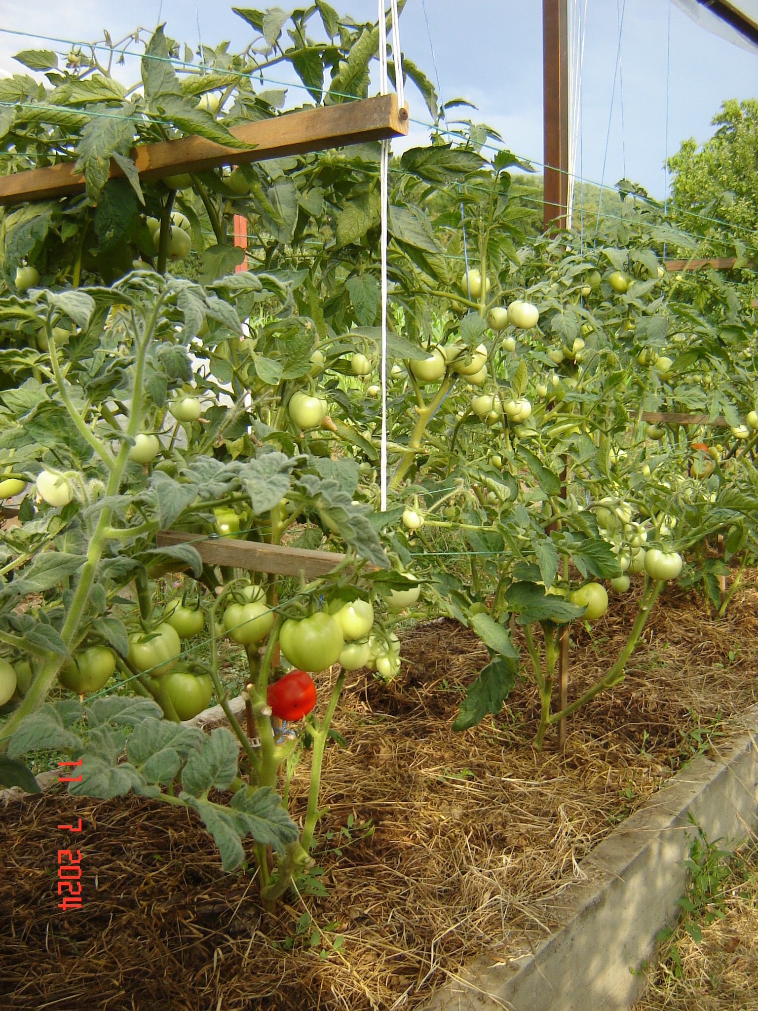 The first tomato on the street has finally ripened - My, Краснодарский Край, Tomatoes, Krasnodar, Longpost, Harvest