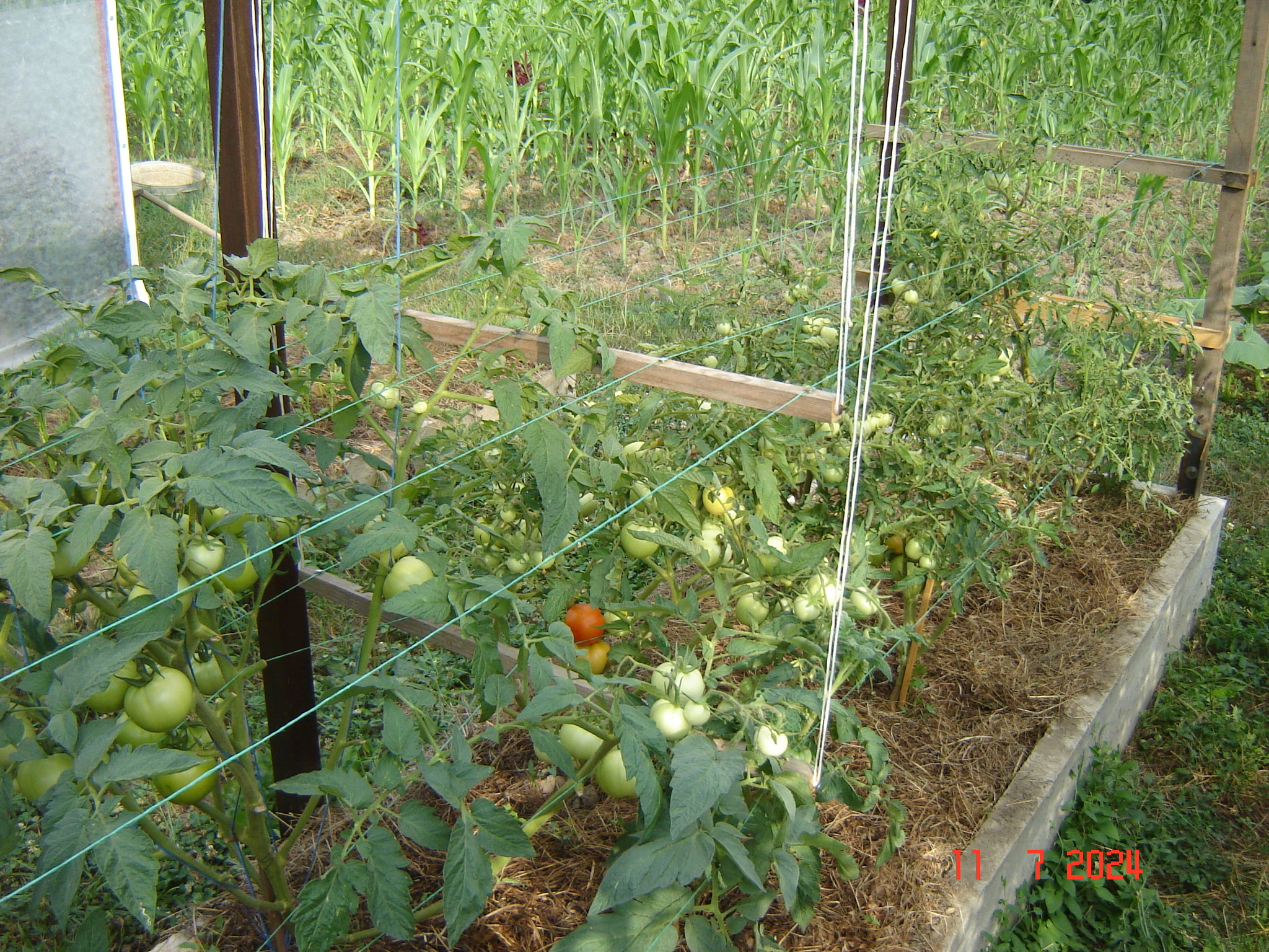 The first tomato on the street has finally ripened - My, Краснодарский Край, Tomatoes, Krasnodar, Longpost, Harvest