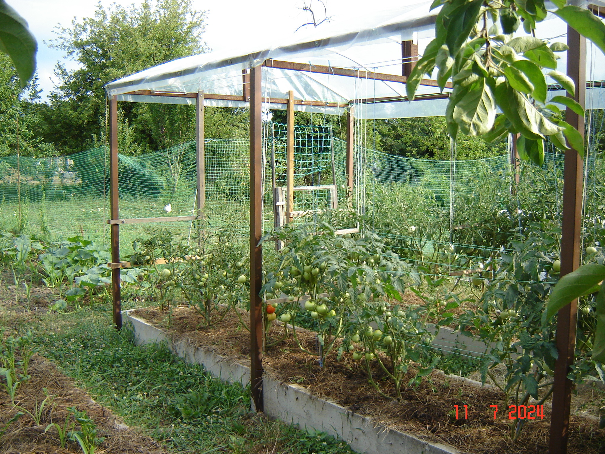 The first tomato on the street has finally ripened - My, Краснодарский Край, Tomatoes, Krasnodar, Longpost, Harvest