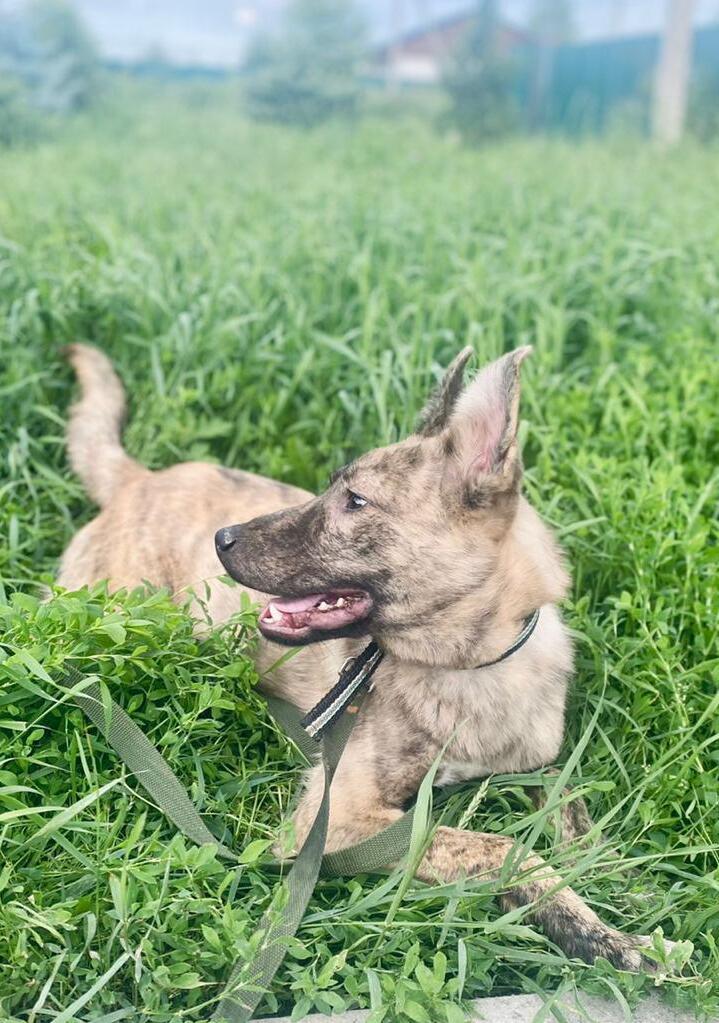 Affectionate tiger puppy Simba in good hands - Puppies, Dog, Dog lovers, In good hands, Homeless animals, Overexposure, Shelter, No rating, Volunteering, Charity, Kindness, Longpost