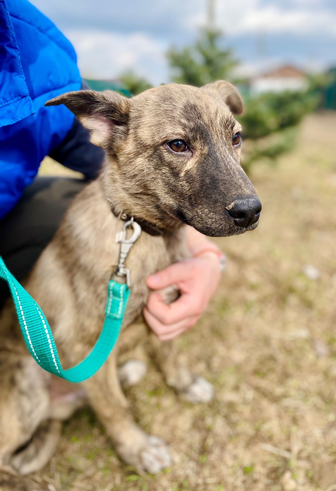 Affectionate tiger puppy Simba in good hands - Puppies, Dog, Dog lovers, In good hands, Homeless animals, Overexposure, Shelter, No rating, Volunteering, Charity, Kindness, Longpost