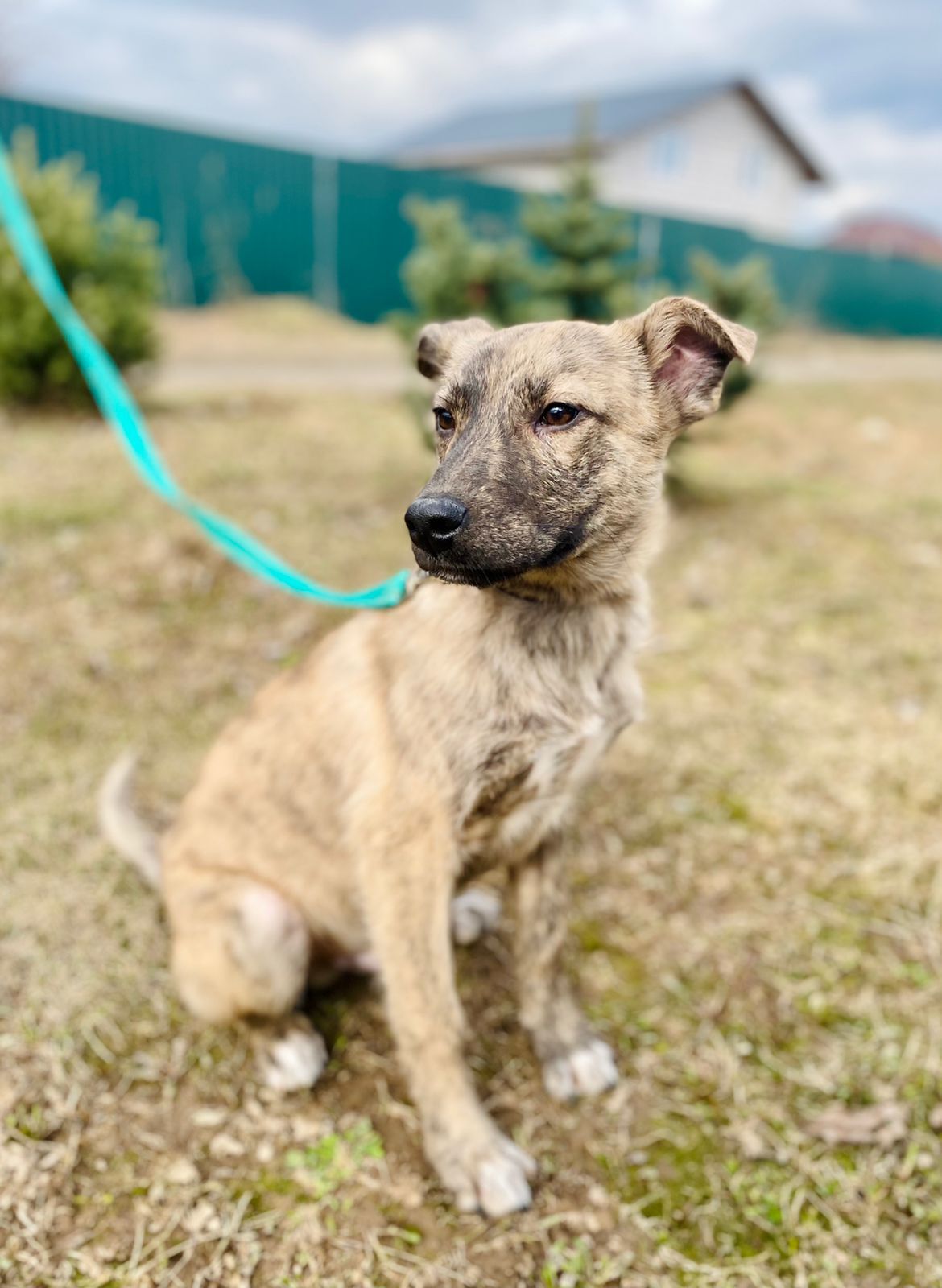 Affectionate tiger puppy Simba in good hands - Puppies, Dog, Dog lovers, In good hands, Homeless animals, Overexposure, Shelter, No rating, Volunteering, Charity, Kindness, Longpost