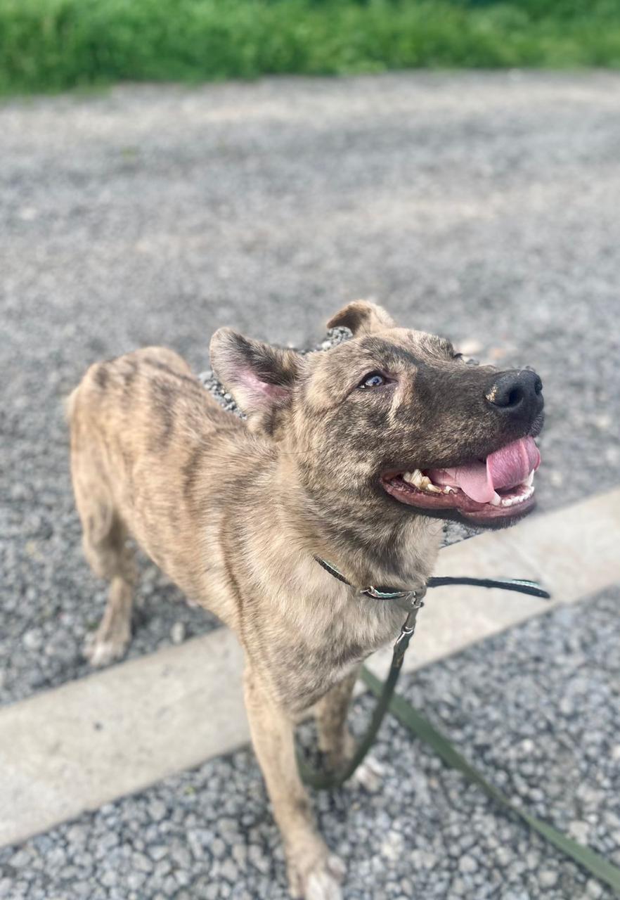 Affectionate tiger puppy Simba in good hands - Puppies, Dog, Dog lovers, In good hands, Homeless animals, Overexposure, Shelter, No rating, Volunteering, Charity, Kindness, Longpost