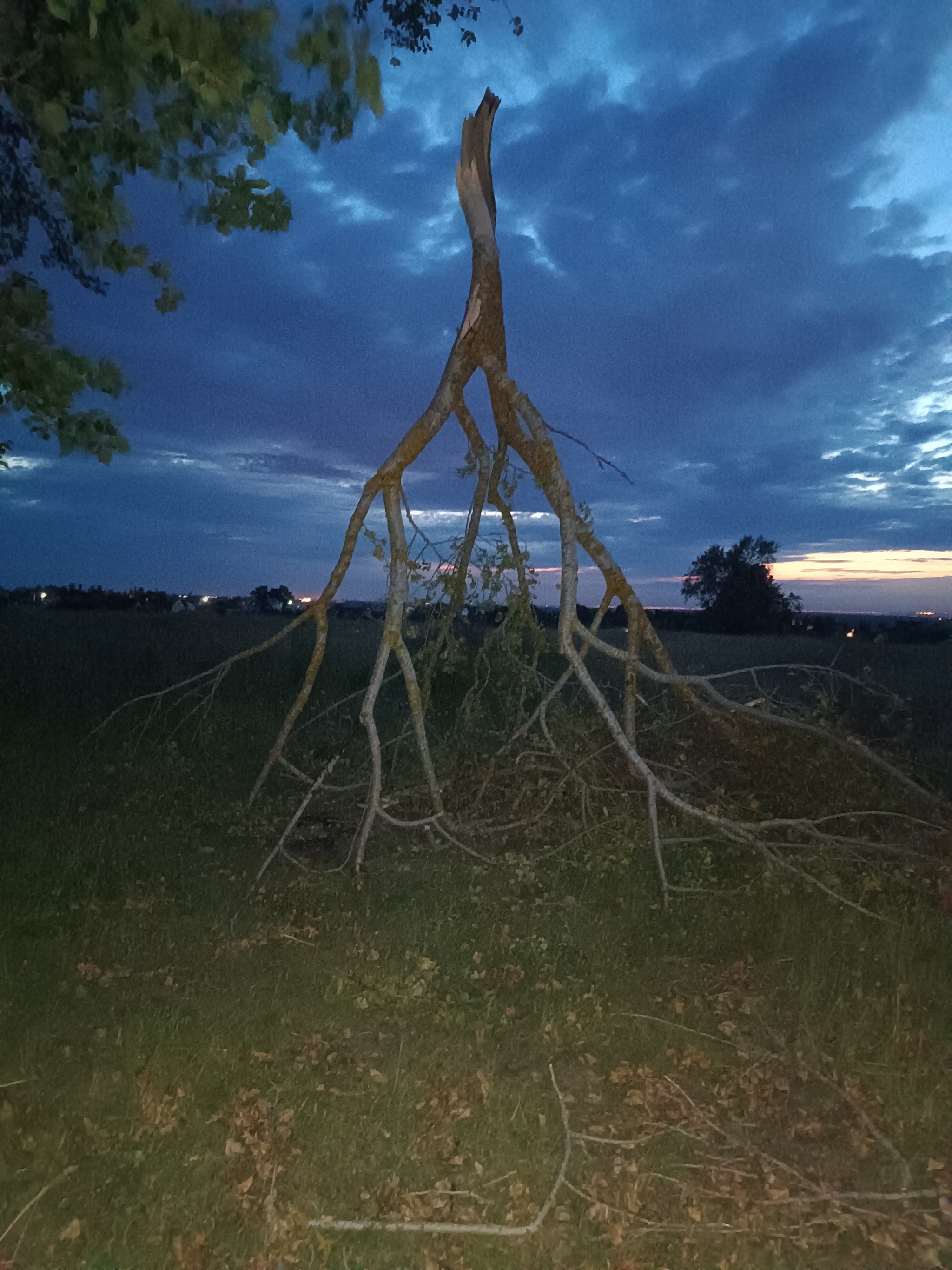 This is a bummer - My, The photo, Nature, Tree