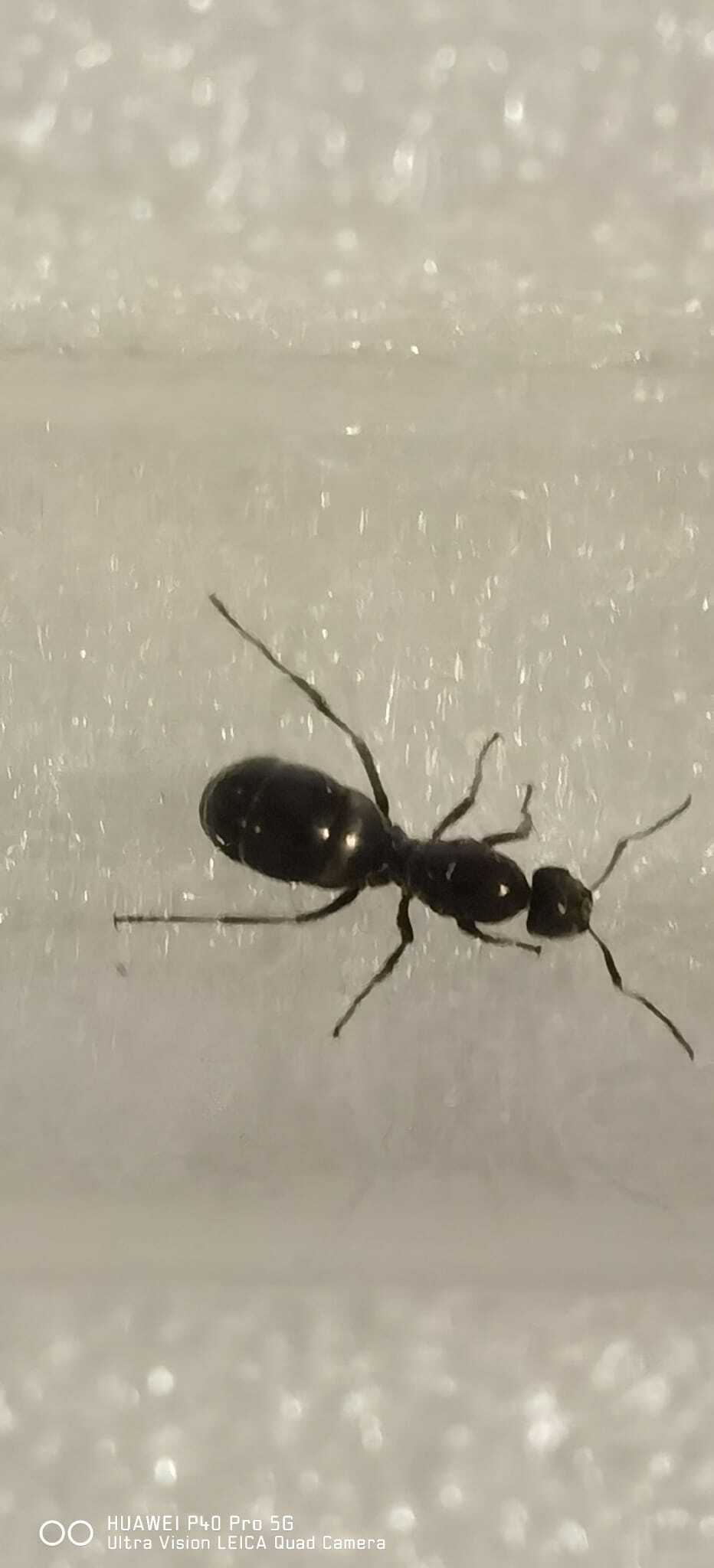 Help me identify the type of ant. I found a lot of queens on the street but I can’t identify the species. - My, Question, Ask Peekaboo, Longpost, Ants