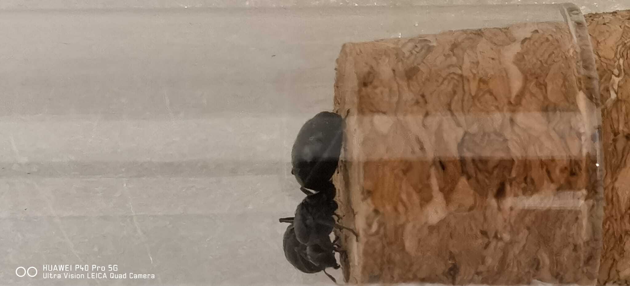 Help me identify the type of ant. I found a lot of queens on the street but I can’t identify the species. - My, Question, Ask Peekaboo, Longpost, Ants