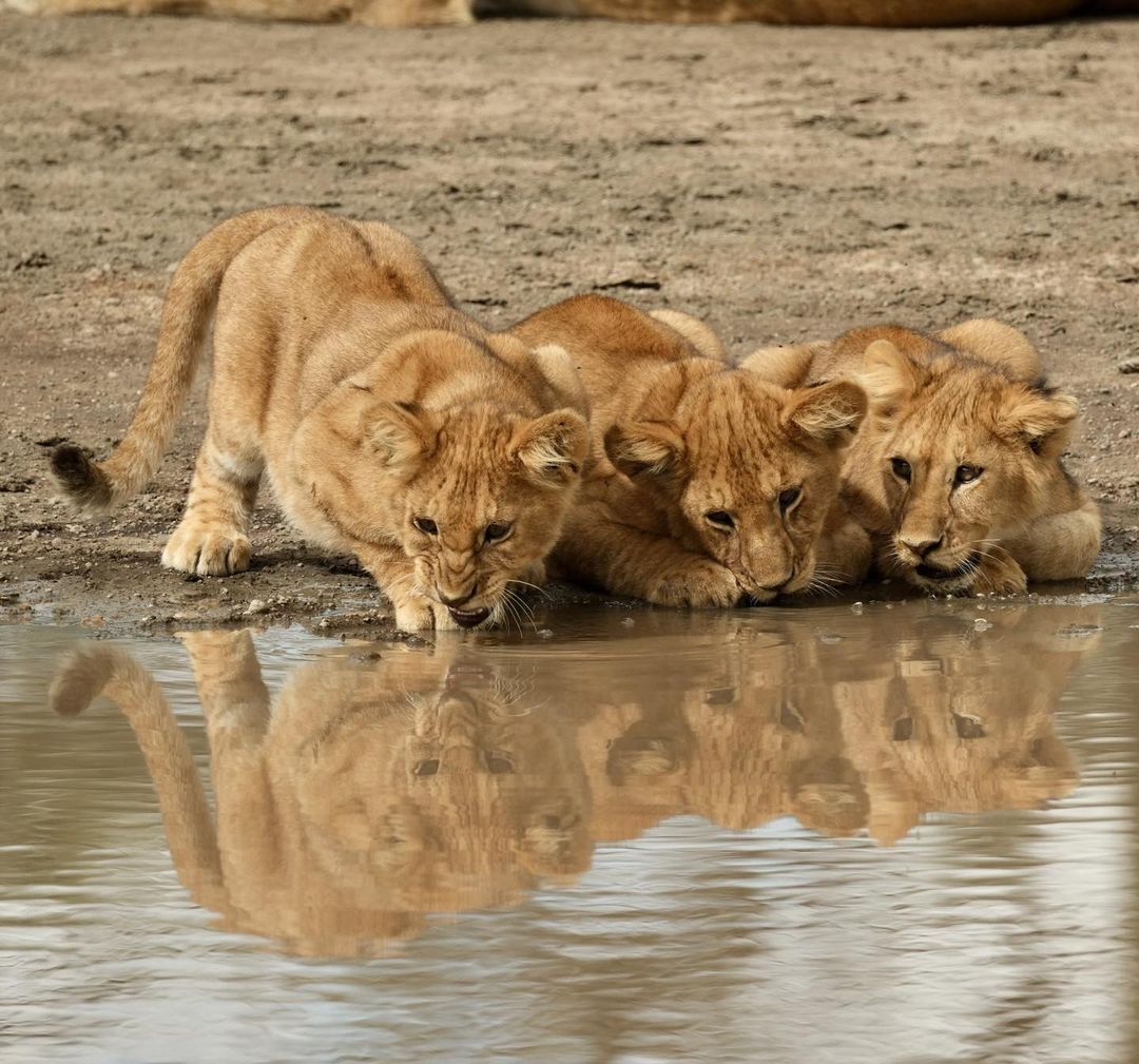 I'm not afraid of the one sitting in the pond! - Lion cubs, a lion, Big cats, Cat family, Predatory animals, Wild animals, wildlife, Reserves and sanctuaries, Africa, The photo, Waterhole, Reflection