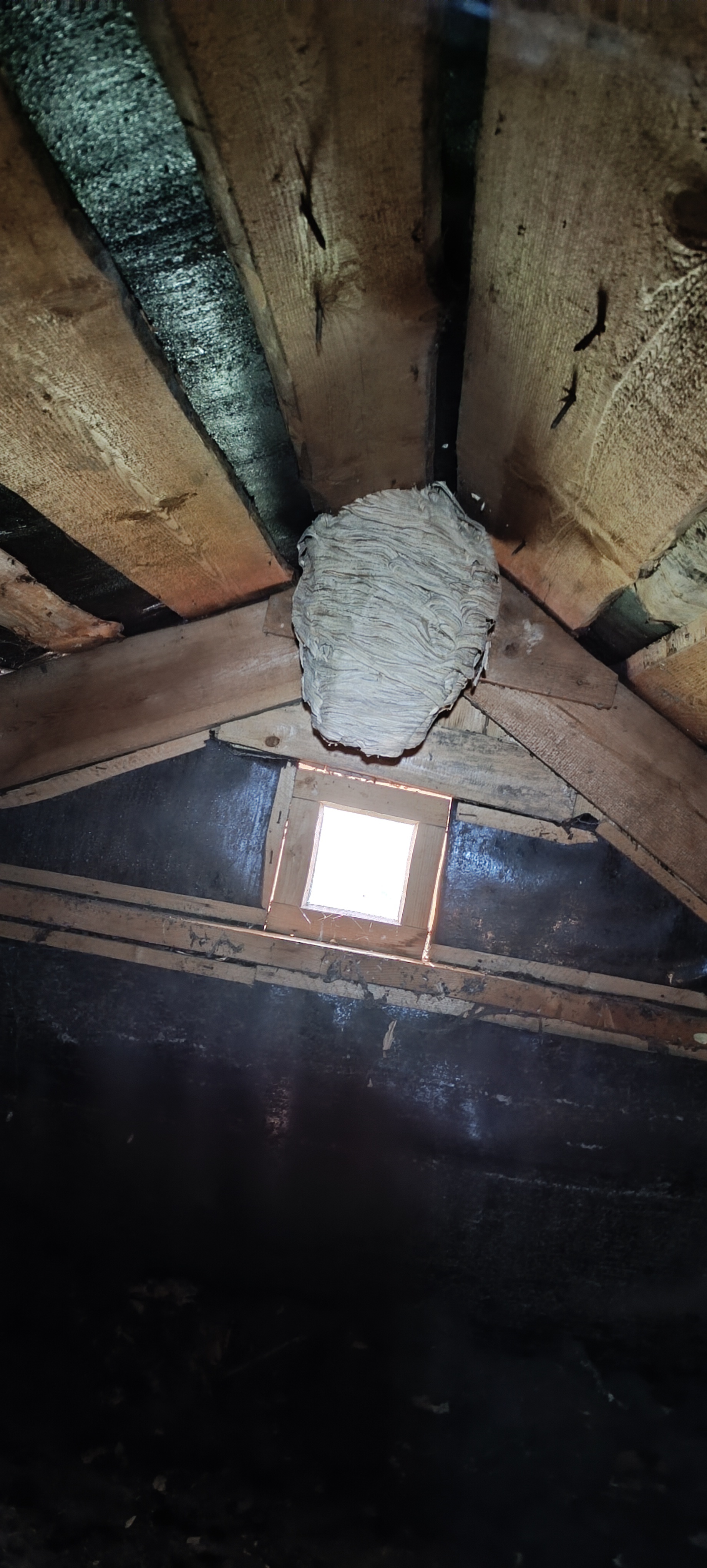 Surprise - My, Vespiary, Attic, Dacha, Longpost, Mobile photography