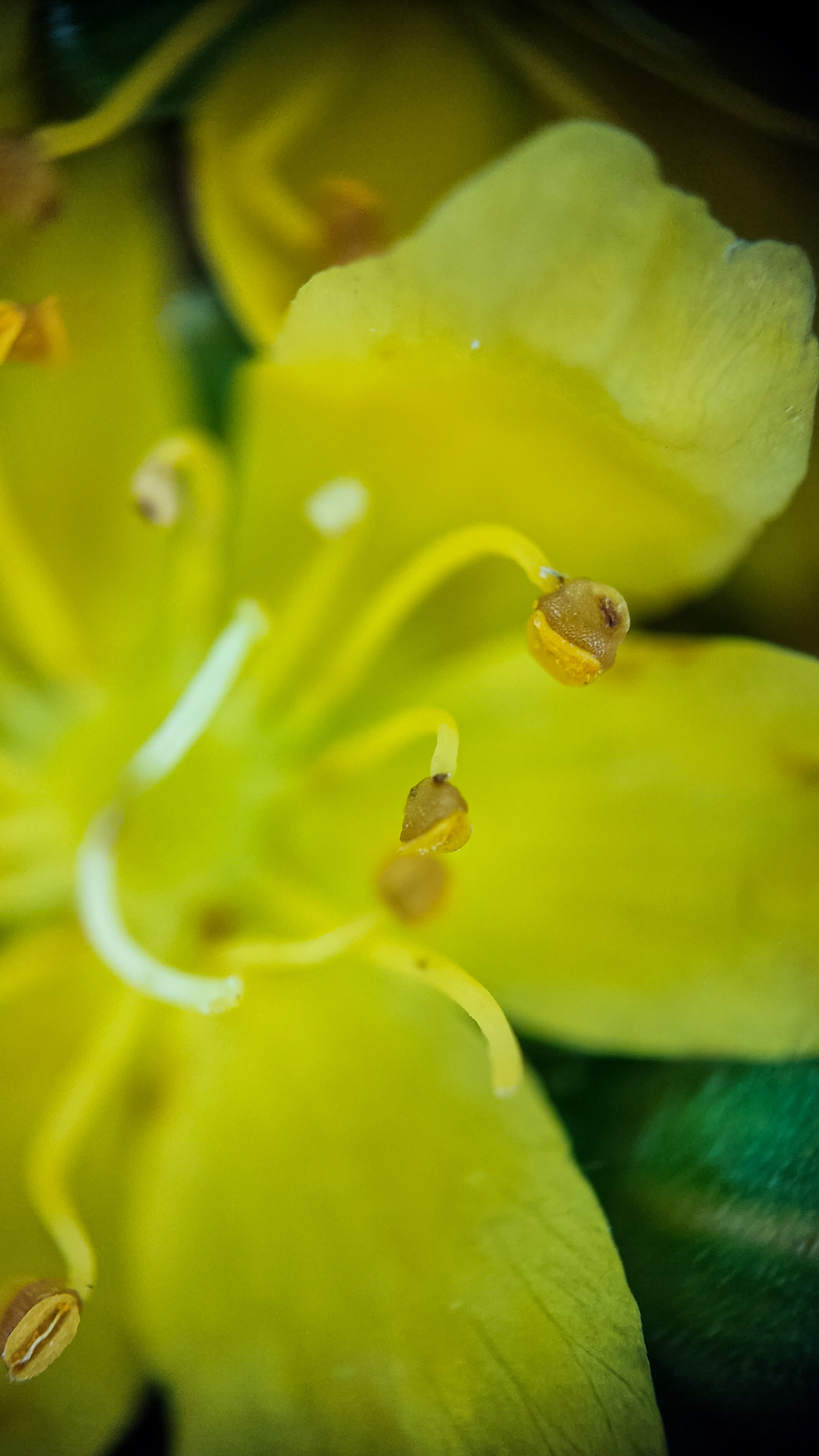 Photo project Let's take a closer look post No. 45. Common agrimony - My, Bloom, Macro photography, Nature, Plants, Garden, Longpost