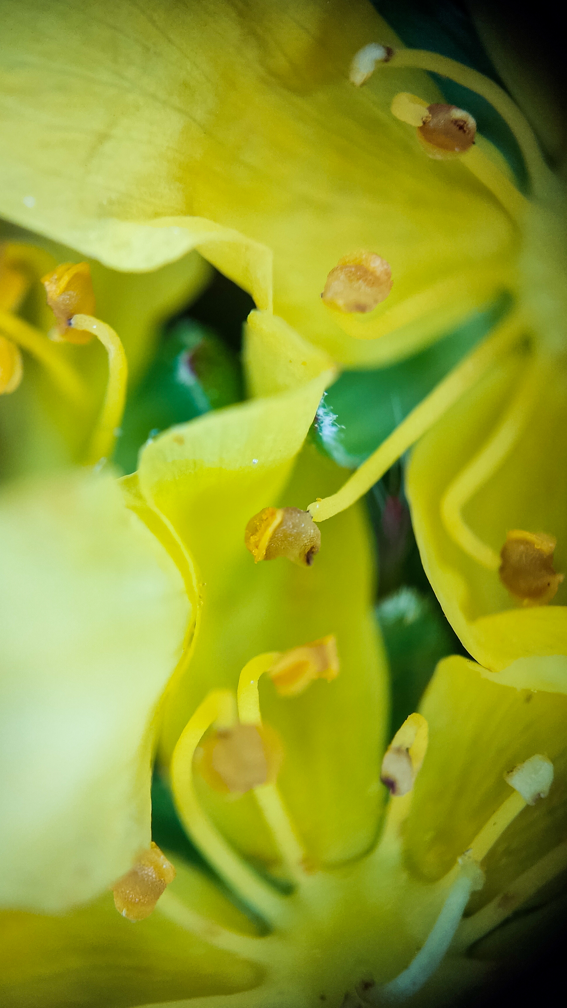 Photo project Let's take a closer look post No. 45. Common agrimony - My, Bloom, Macro photography, Nature, Plants, Garden, Longpost