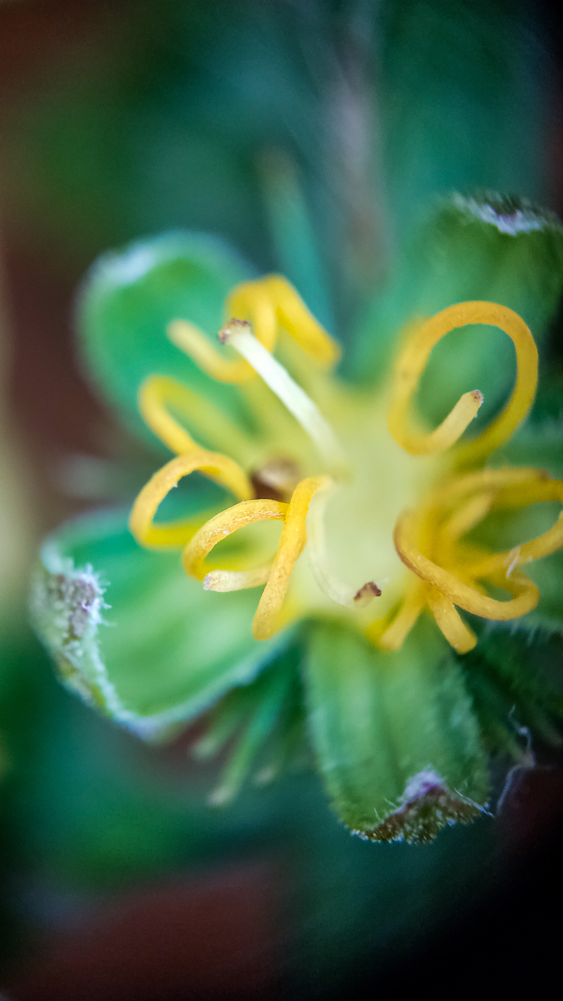 Photo project Let's take a closer look post No. 45. Common agrimony - My, Bloom, Macro photography, Nature, Plants, Garden, Longpost