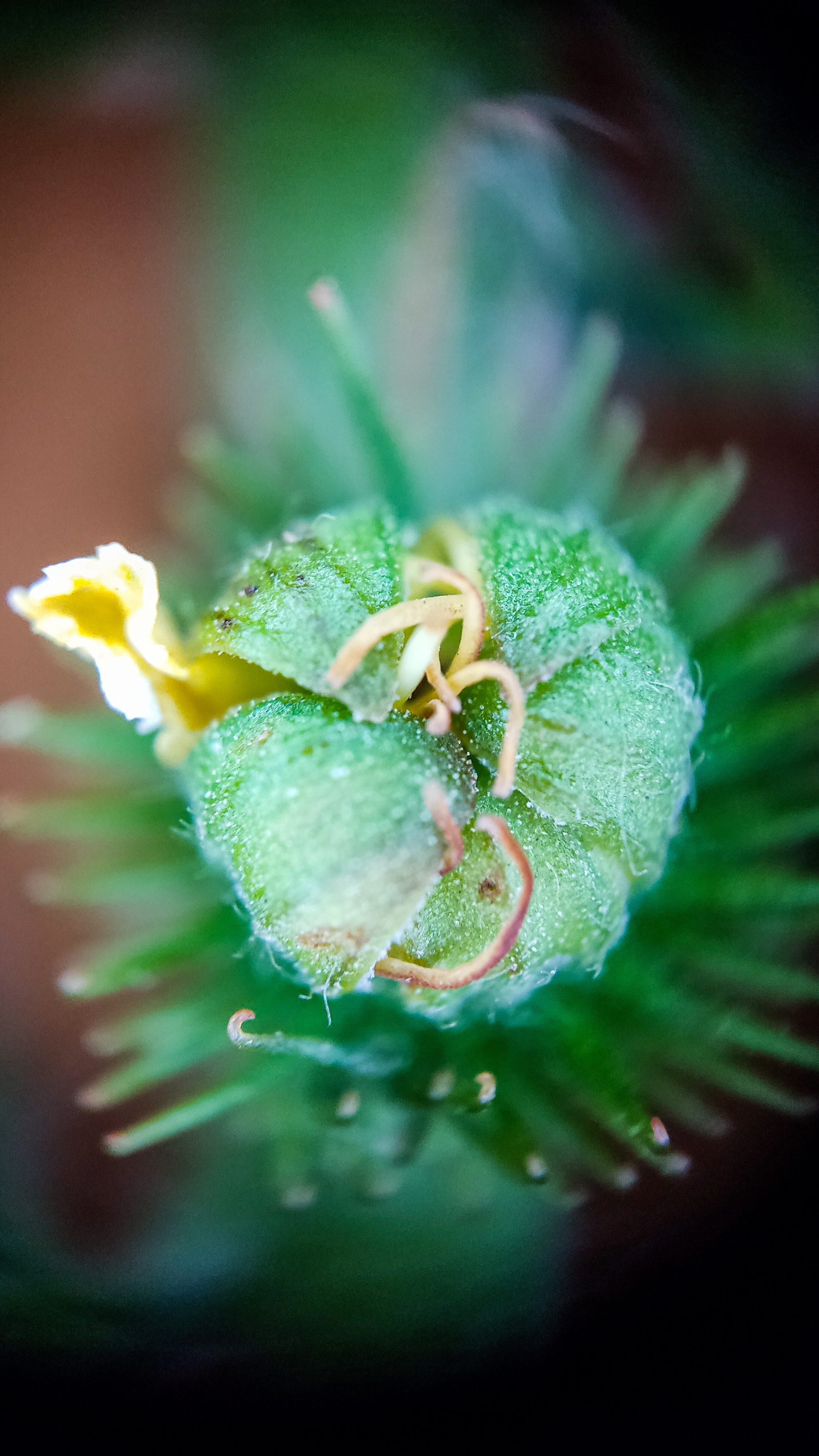 Photo project Let's take a closer look post No. 45. Common agrimony - My, Bloom, Macro photography, Nature, Plants, Garden, Longpost