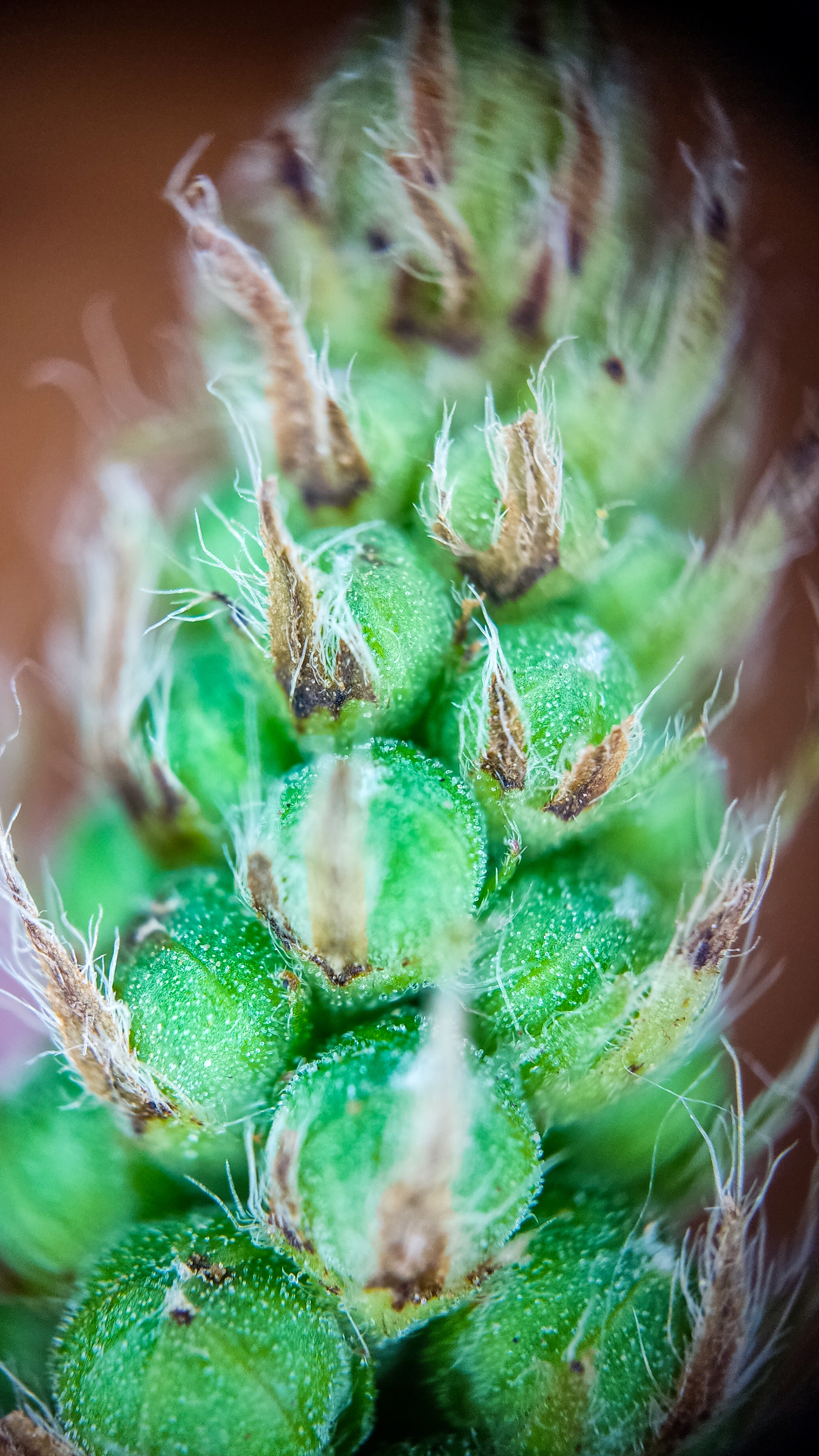 Photo project Let's take a closer look post No. 45. Common agrimony - My, Bloom, Macro photography, Nature, Plants, Garden, Longpost