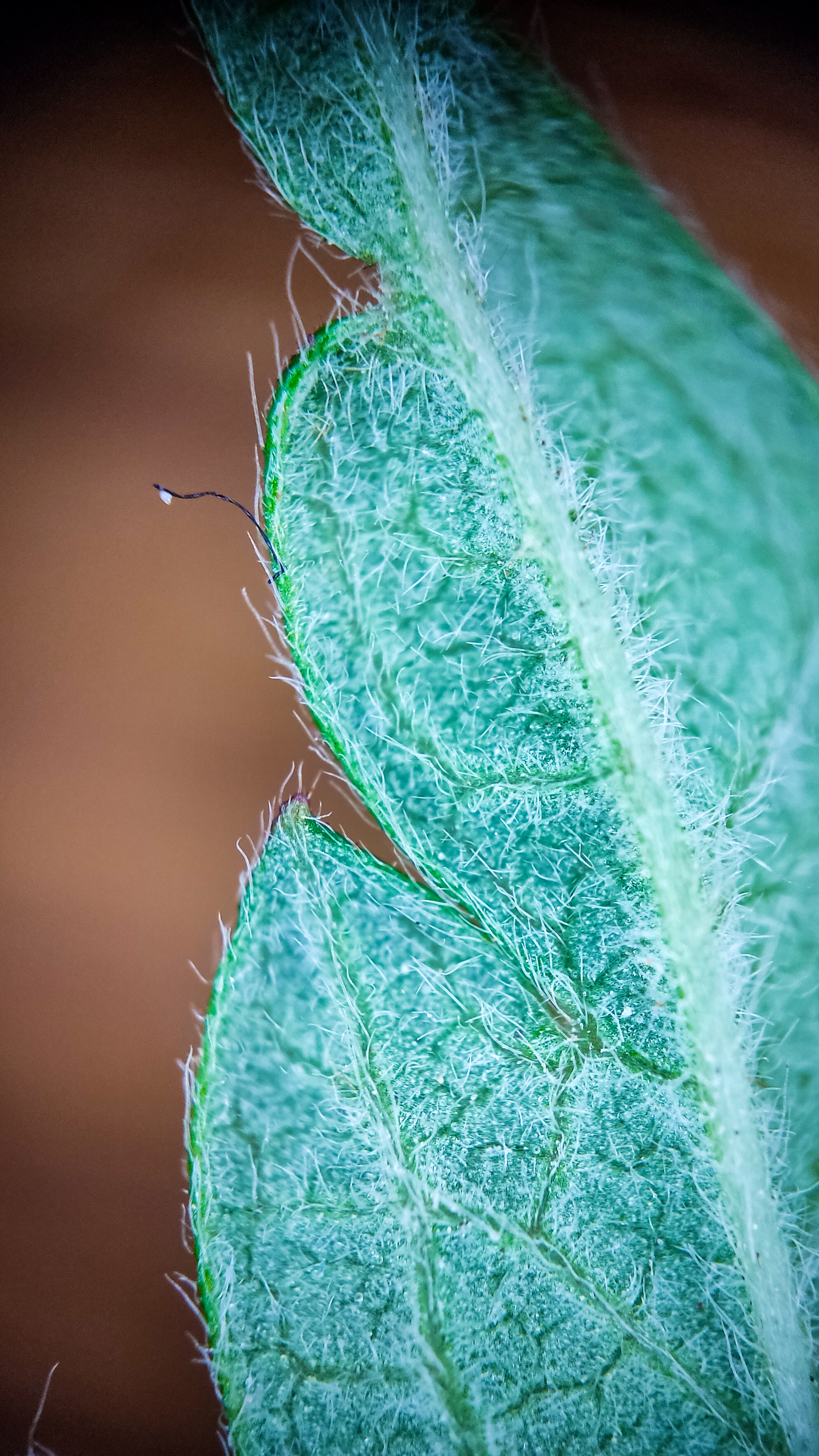 Photo project Let's take a closer look post No. 45. Common agrimony - My, Bloom, Macro photography, Nature, Plants, Garden, Longpost