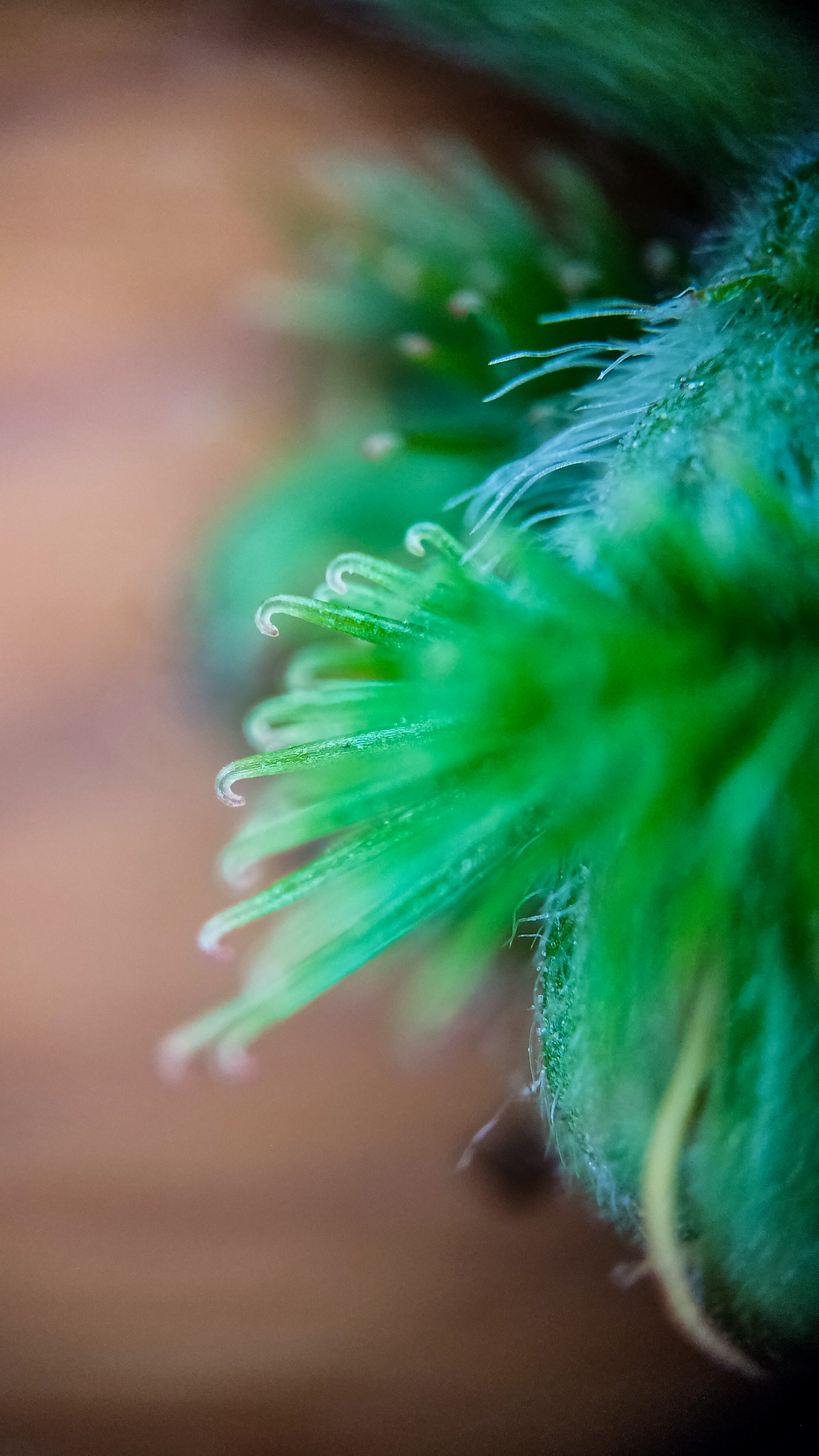 Photo project Let's take a closer look post No. 45. Common agrimony - My, Bloom, Macro photography, Nature, Plants, Garden, Longpost