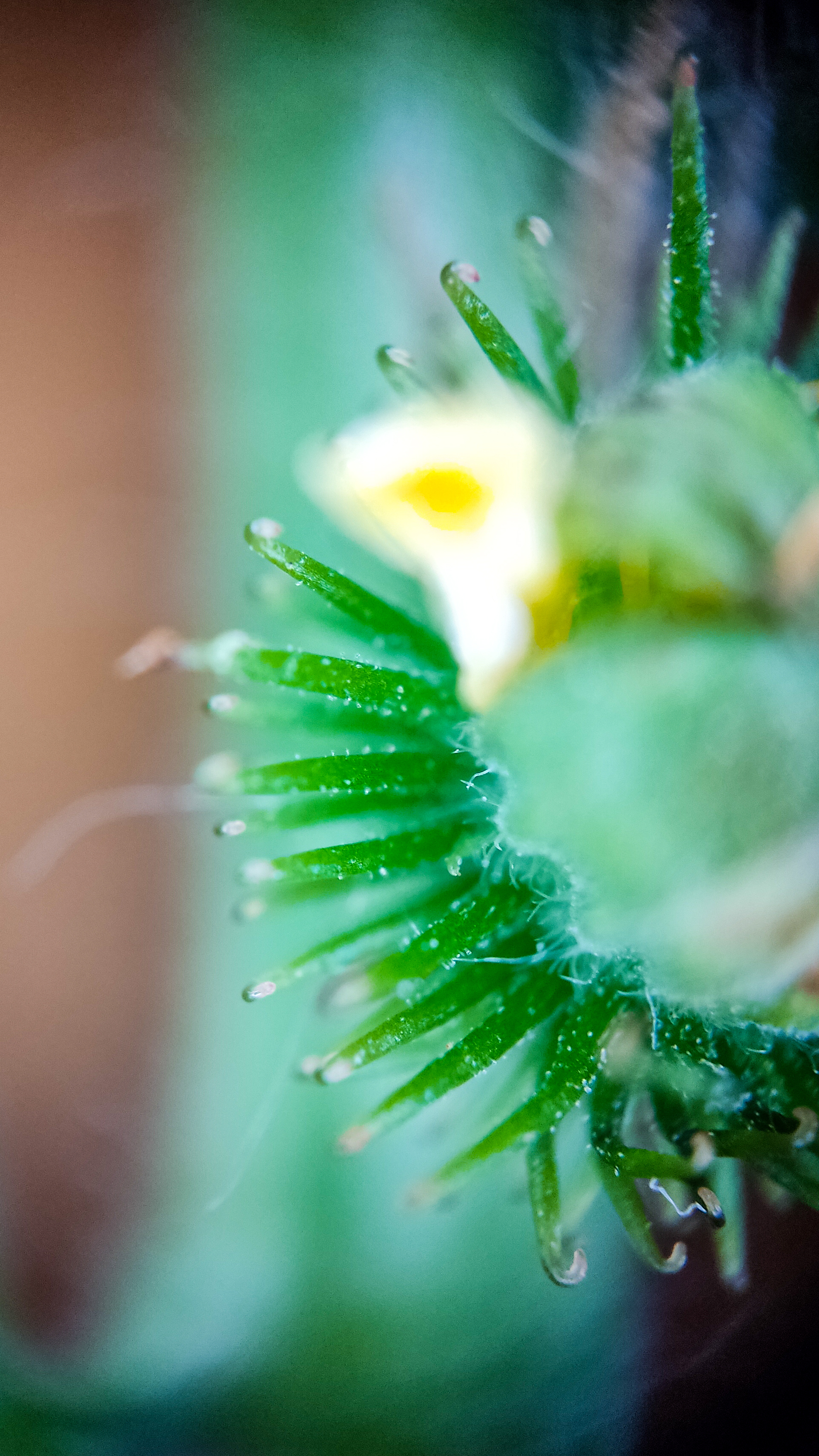 Photo project Let's take a closer look post No. 45. Common agrimony - My, Bloom, Macro photography, Nature, Plants, Garden, Longpost