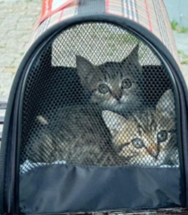 Kittens: boy and girl to good people. They are located in the Lipetsk region. Delivery within Russia is discussed - cat, In good hands, No rating, Helping animals, Homeless animals, Longpost, Video