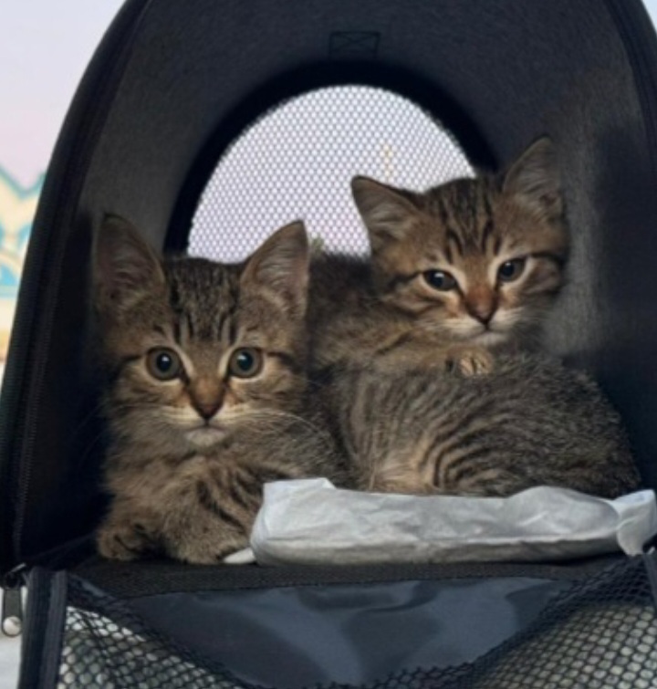 Kittens: boy and girl to good people. They are located in the Lipetsk region. Delivery within Russia is discussed - cat, In good hands, No rating, Helping animals, Homeless animals, Longpost, Video